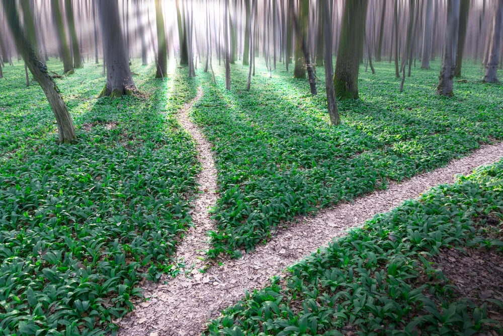 two paths shutterstock purchased.jpg
