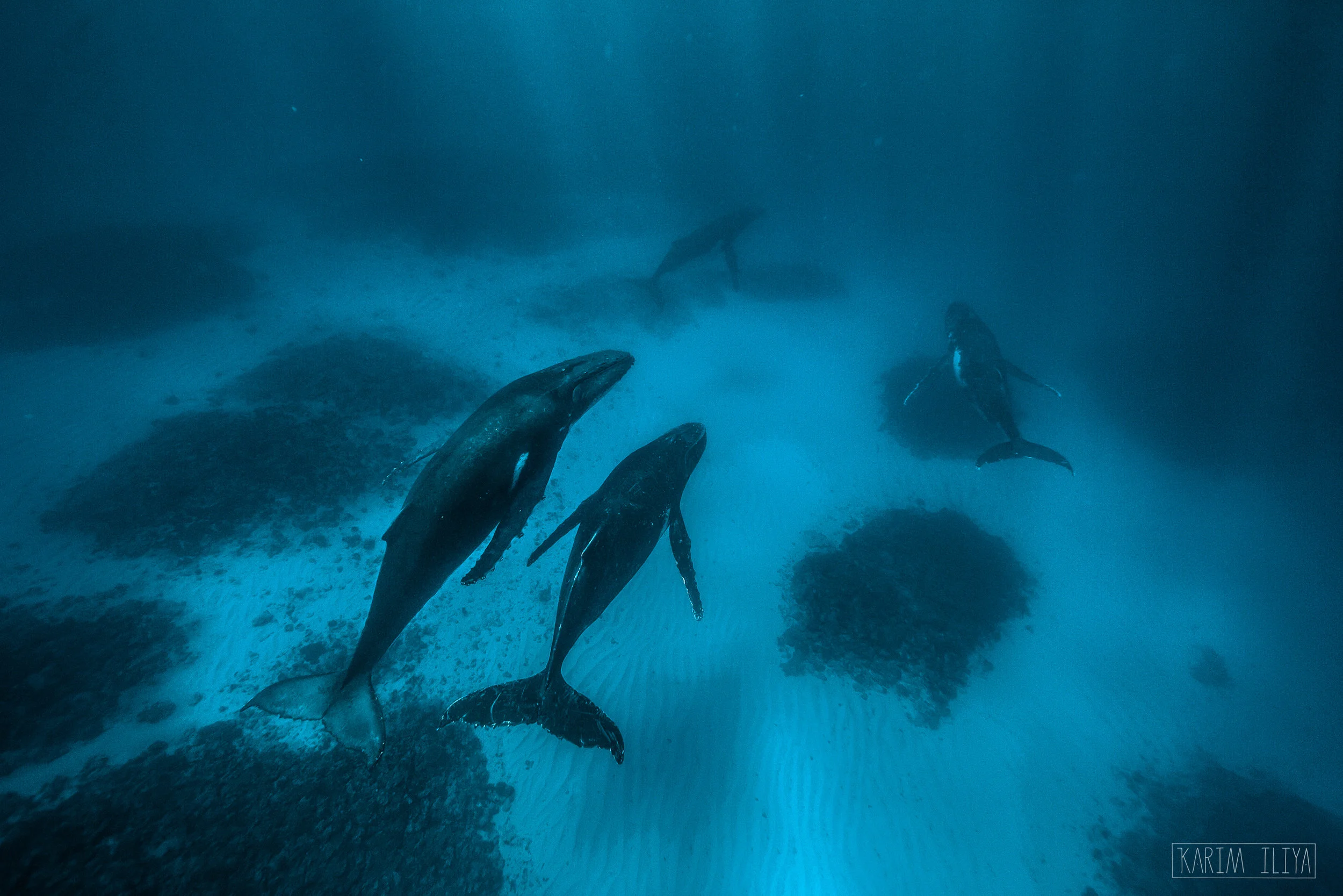 KARIM_ILIYA_PHOTOGRAPHY_HAWAII_WHALE_UNDERWATER_HUMPBACK_TURTLE_OCEAN35.jpg