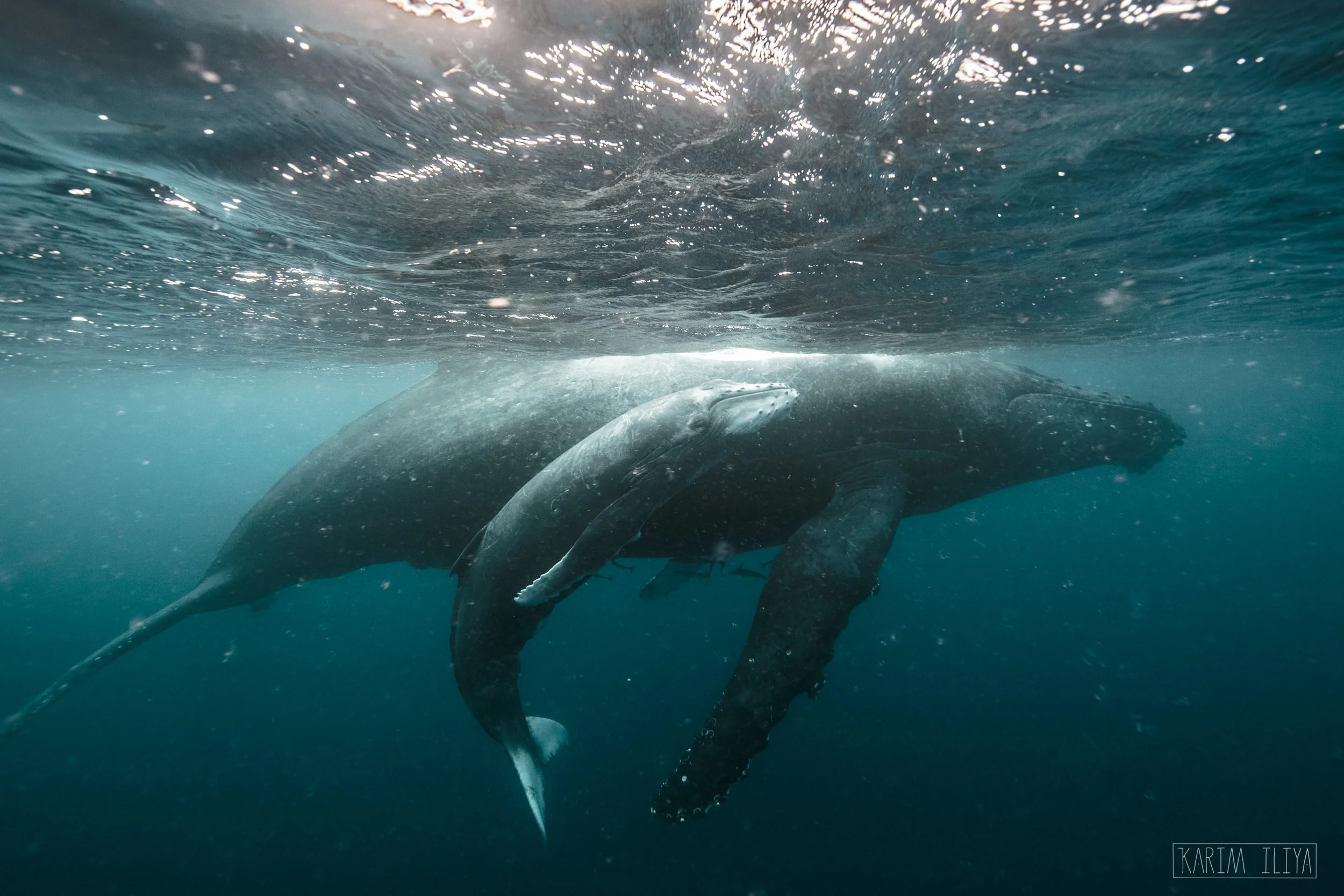 KARIM_ILIYA_PHOTOGRAPHY_HAWAII_WHALE_UNDERWATER_HUMPBACK_TURTLE_OCEAN26.jpg