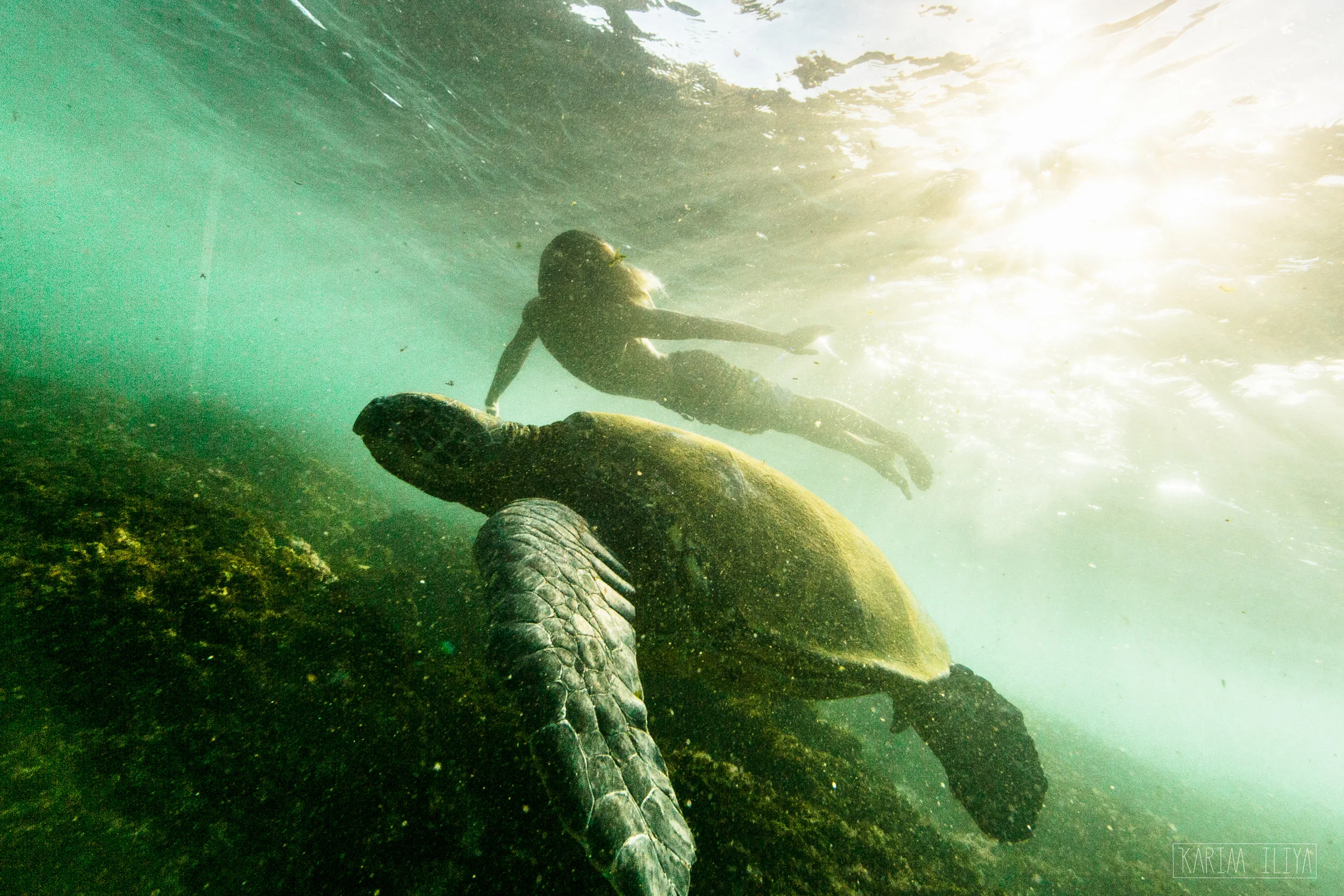 KARIM_ILIYA_PHOTOGRAPHY_HAWAII_WHALE_UNDERWATER_HUMPBACK_TURTLE_OCEAN1.jpg