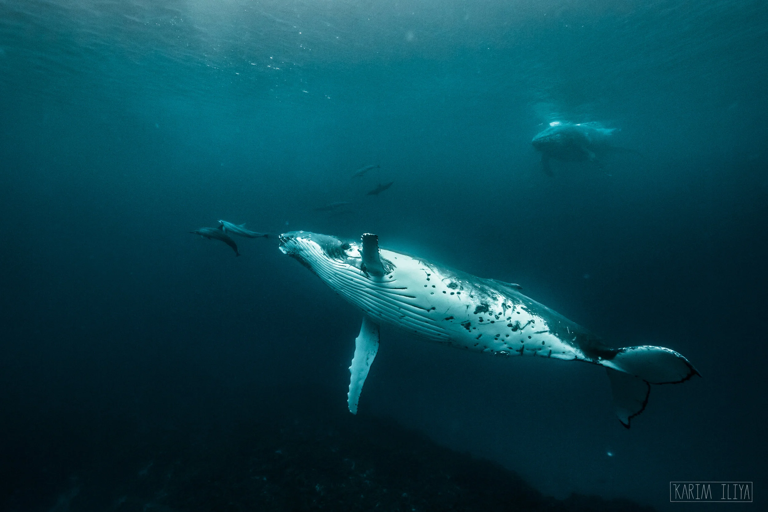 karim-iliya-whales-humpback-underwater-photo.jpg