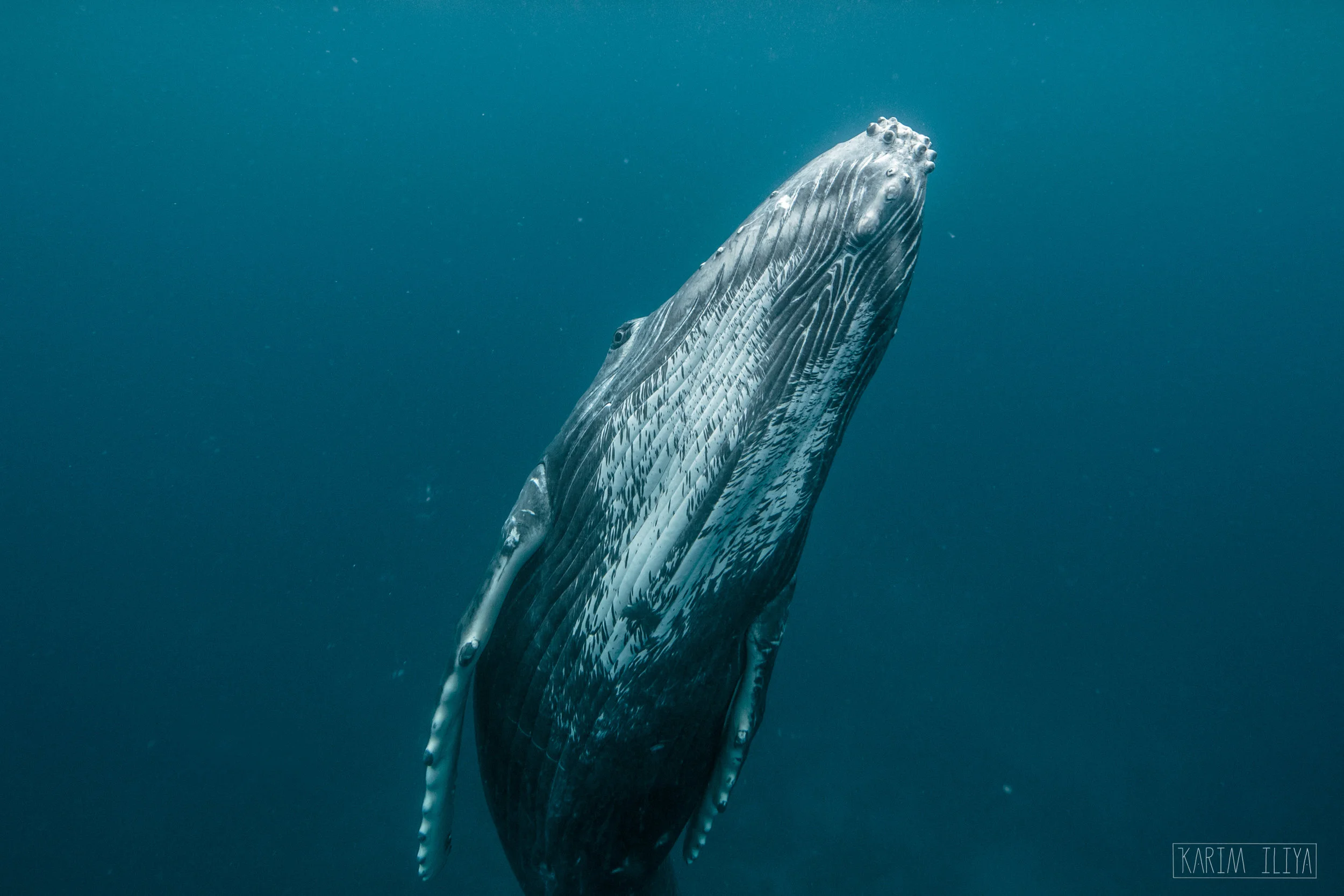 karim-iliya-nature-underwater-whale-humpback.jpg