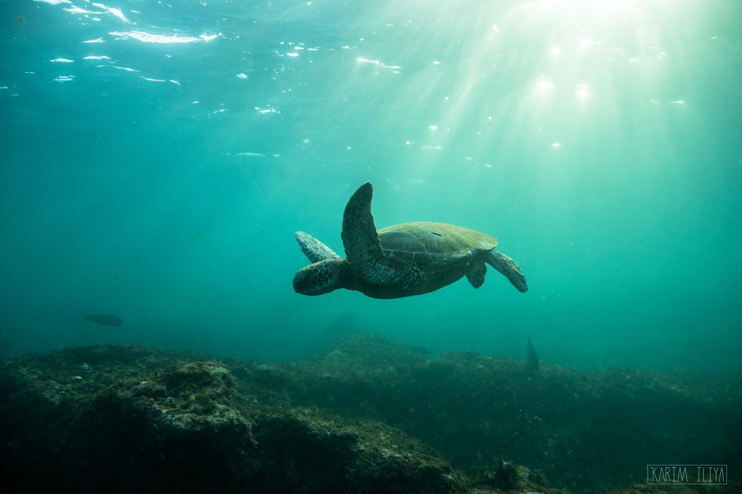 karim-iliya-marine-life-turtle-underwater.jpg