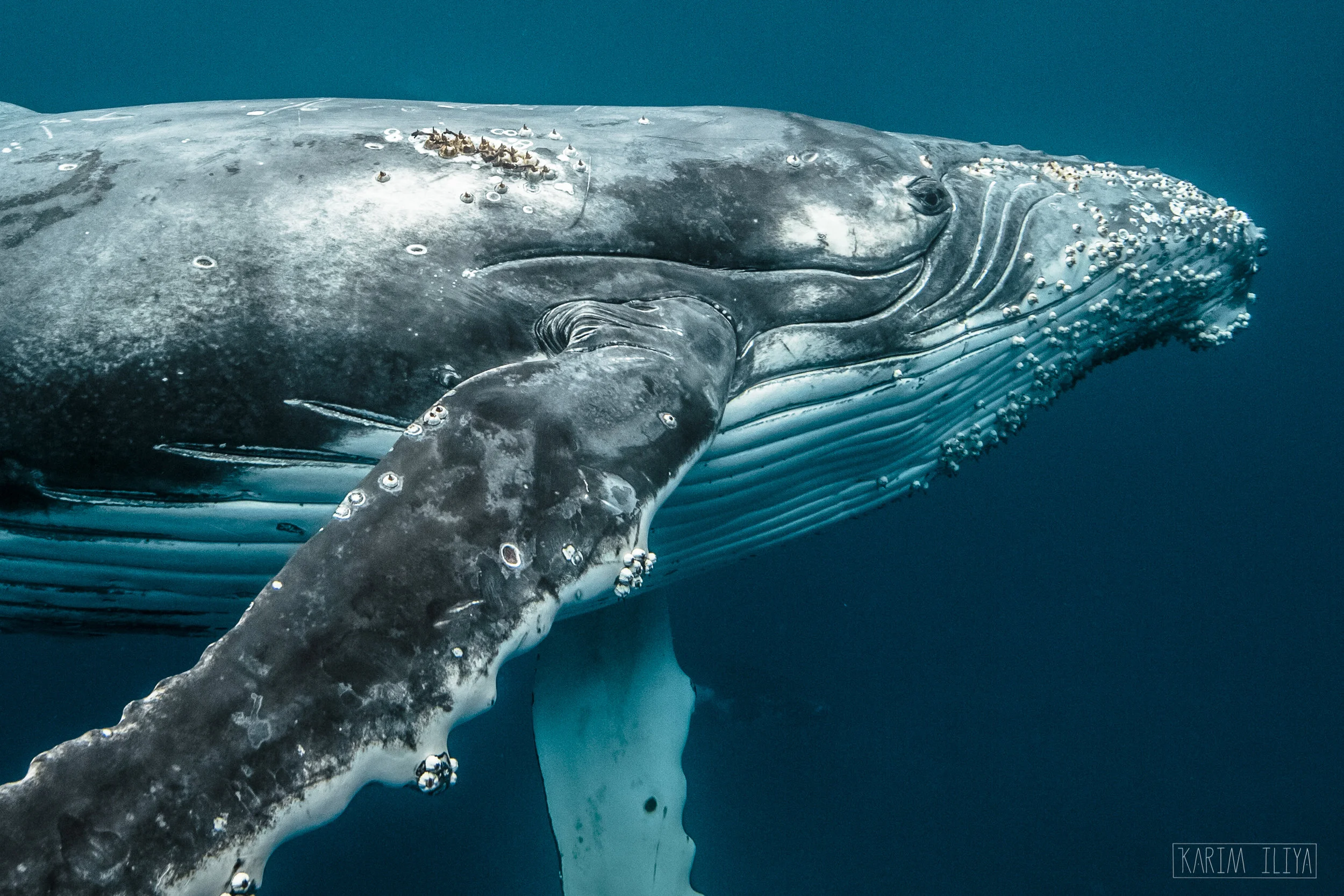 karim-iliya-humpback-closeup-whale-photograph.jpg
