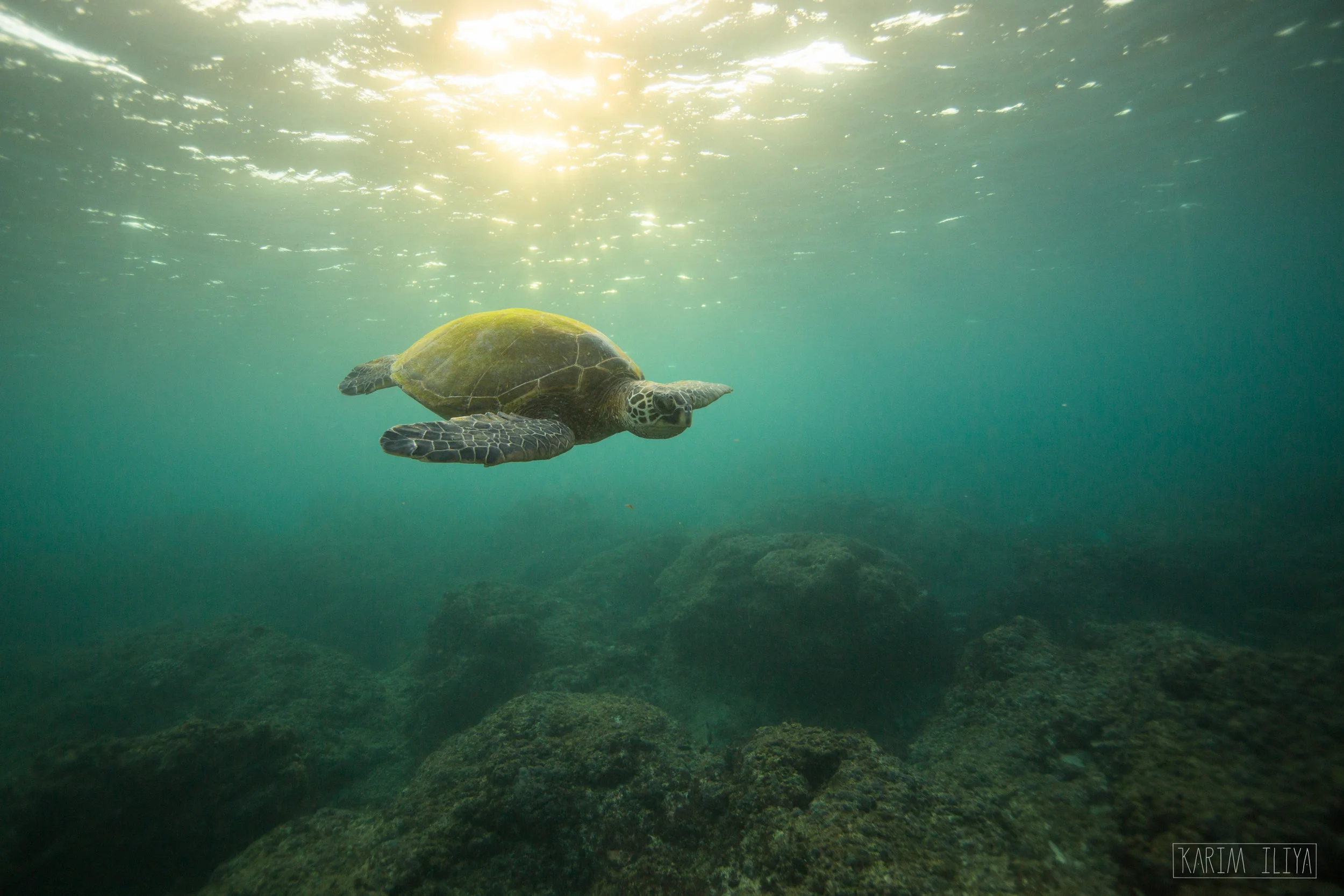 karim-iliya-hawaii-turtle-underwater-nature.jpg