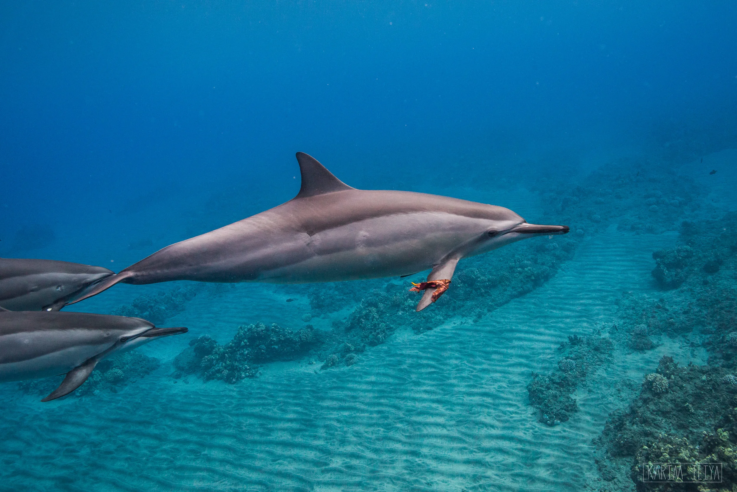 karim-iliya-dolphins-nature-hawaii-photography.jpg