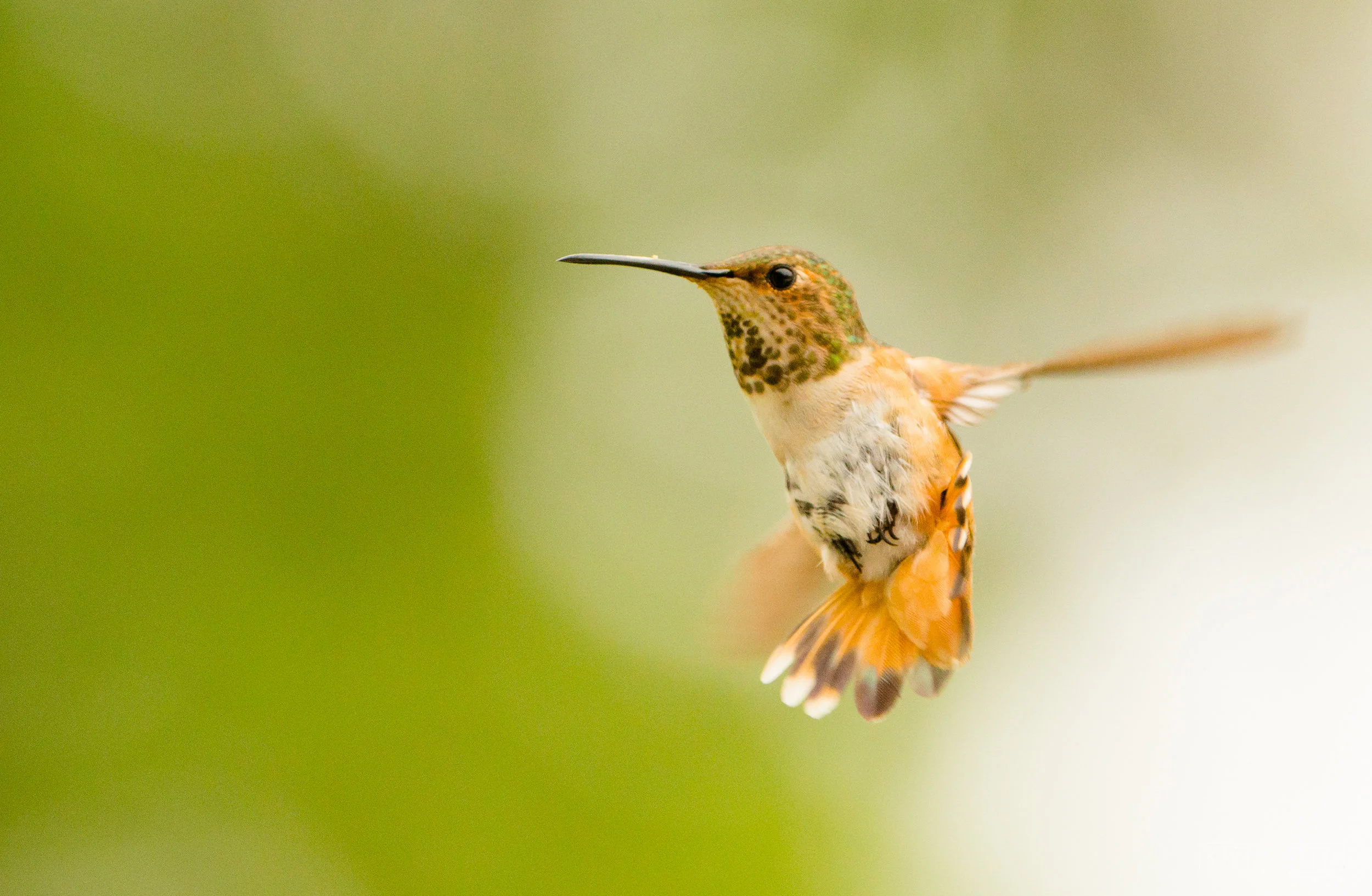 karim-iliya-hummingbird-nature-photograph-wildlife.jpg