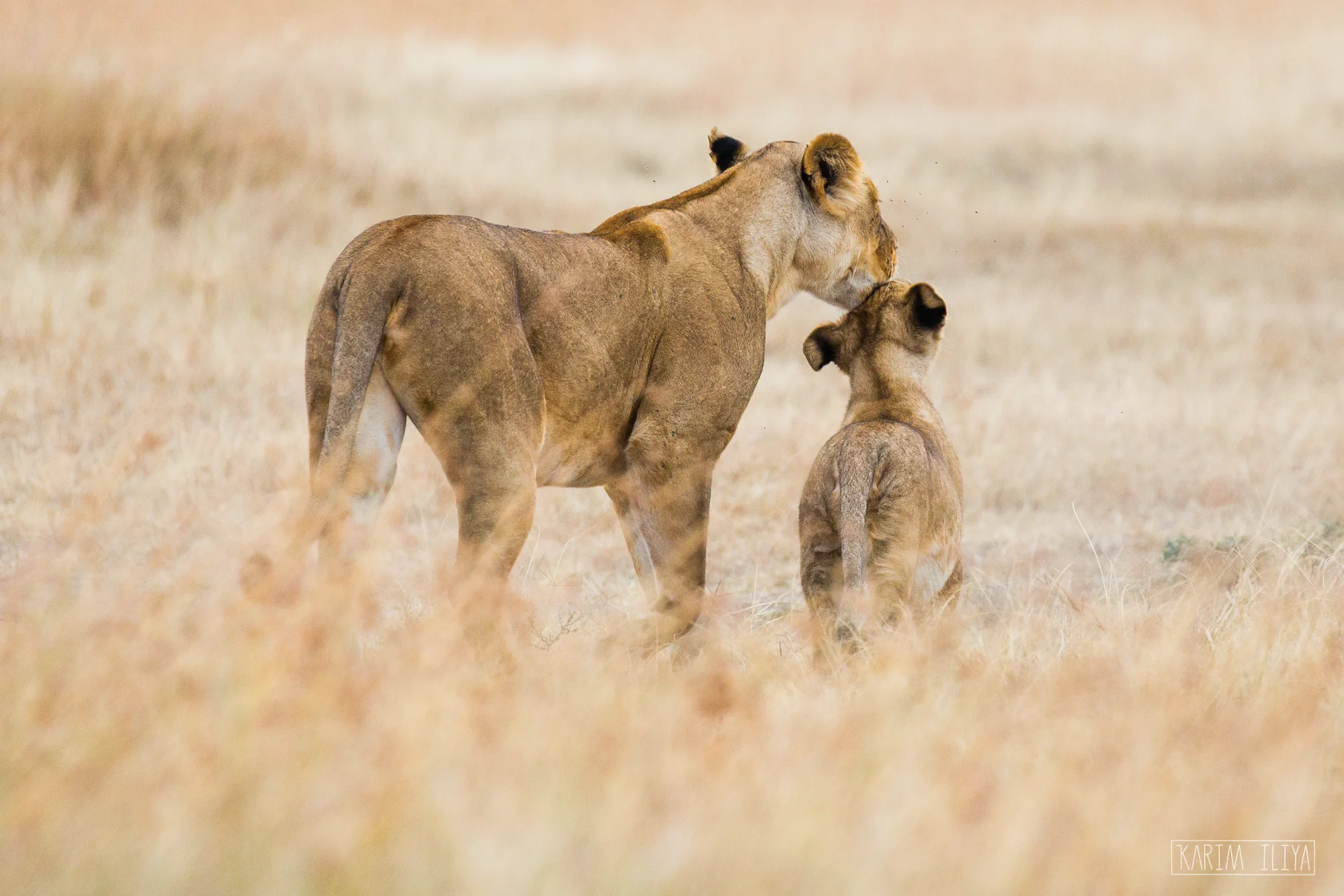 karim-iliya-kenya-lion-cub-safari.jpg