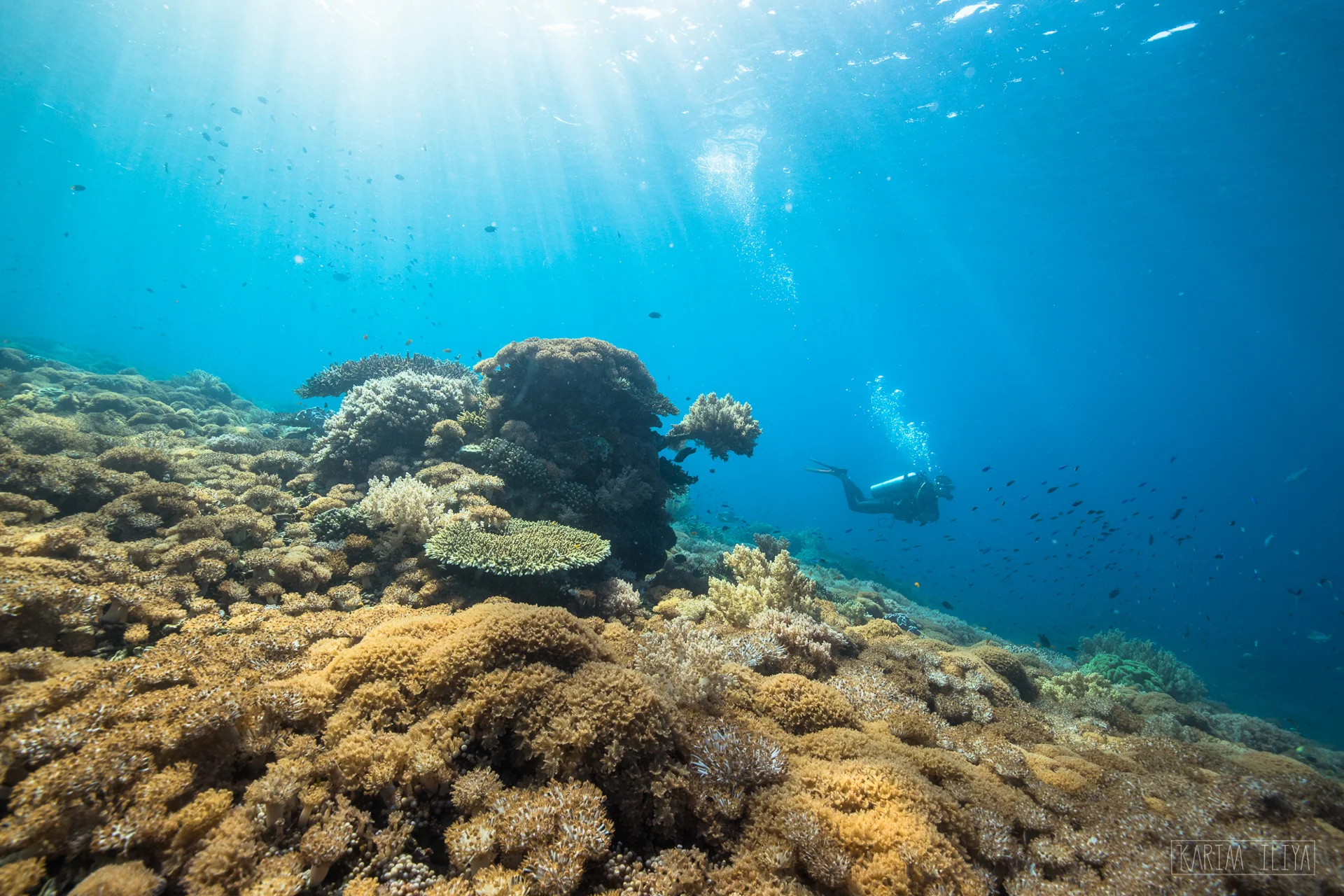 reef-dynamite-fishing-coral-scuba.jpg
