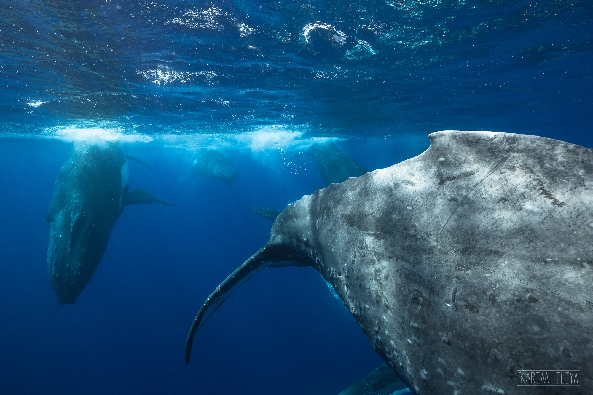swim-with-humpback-whale-tonga.jpg