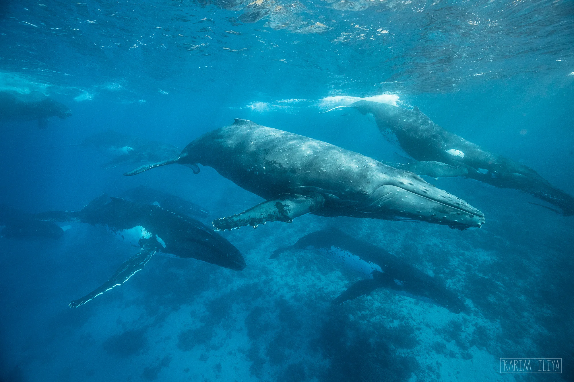 whales-humpbacks-freedive-diving-swim-tonga.jpg
