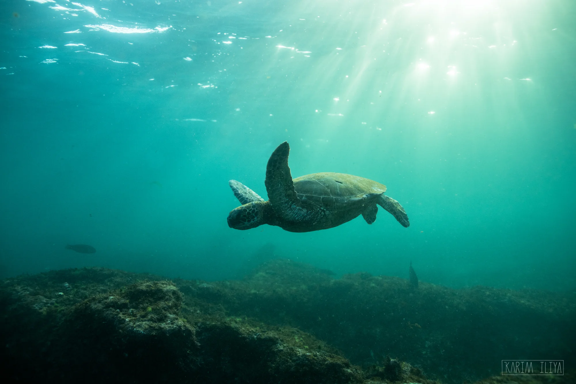 A Hawaiian Green sea turtle cruising through the shallows off Maui, Hawaii.