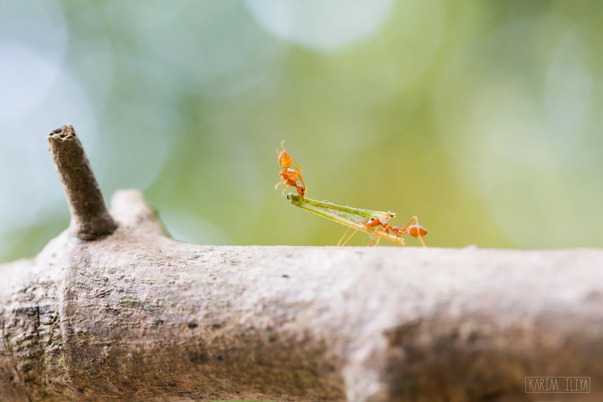 KARIM-ILIYA-ANTS-MACRO-ANIMALS-PHOTOGRAPHY.jpg