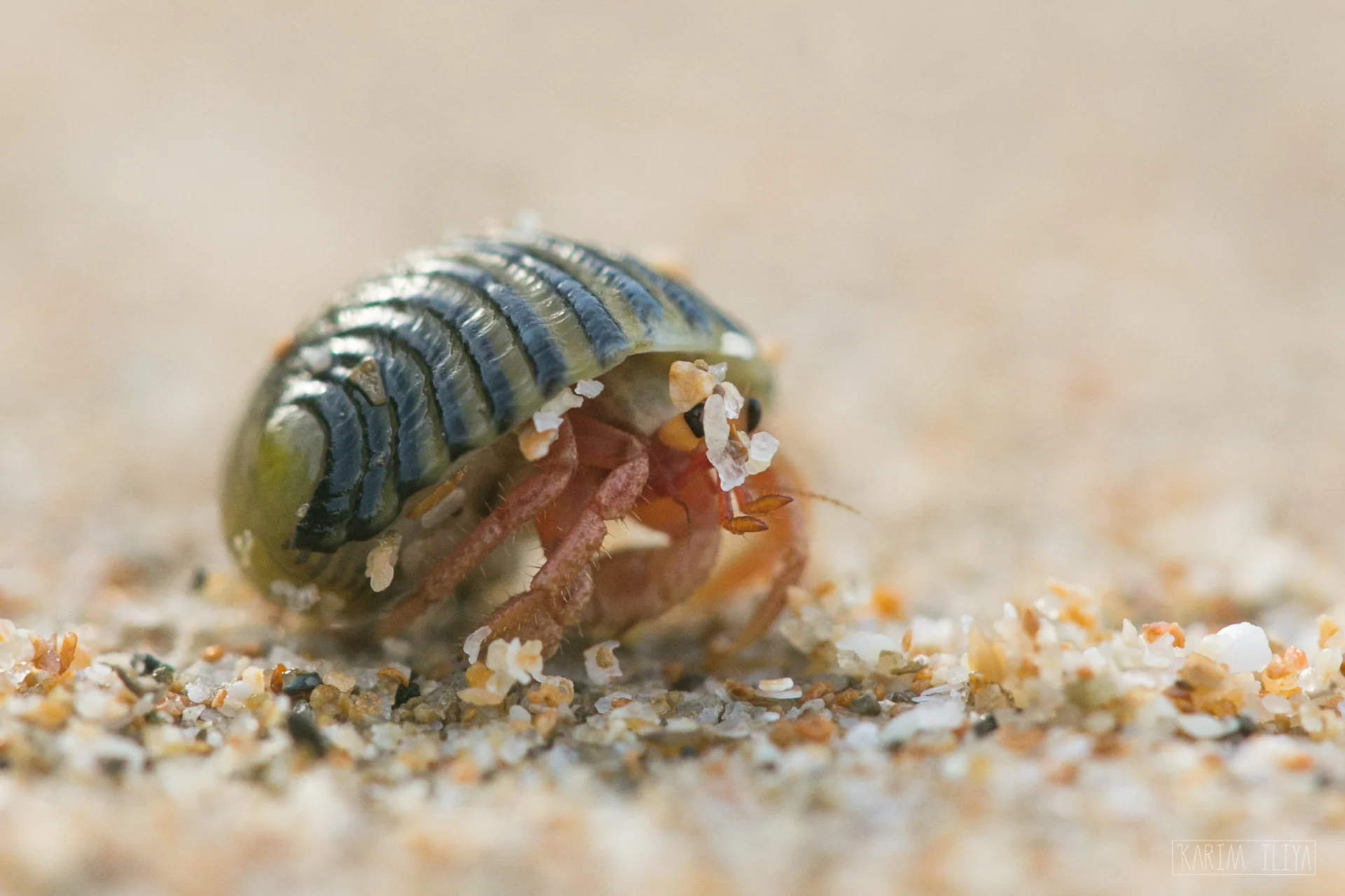 KARIM-ILIYA-HERMIT-CRAB-ANIMALS-BEACH-PHOTOGRAPHY.jpg