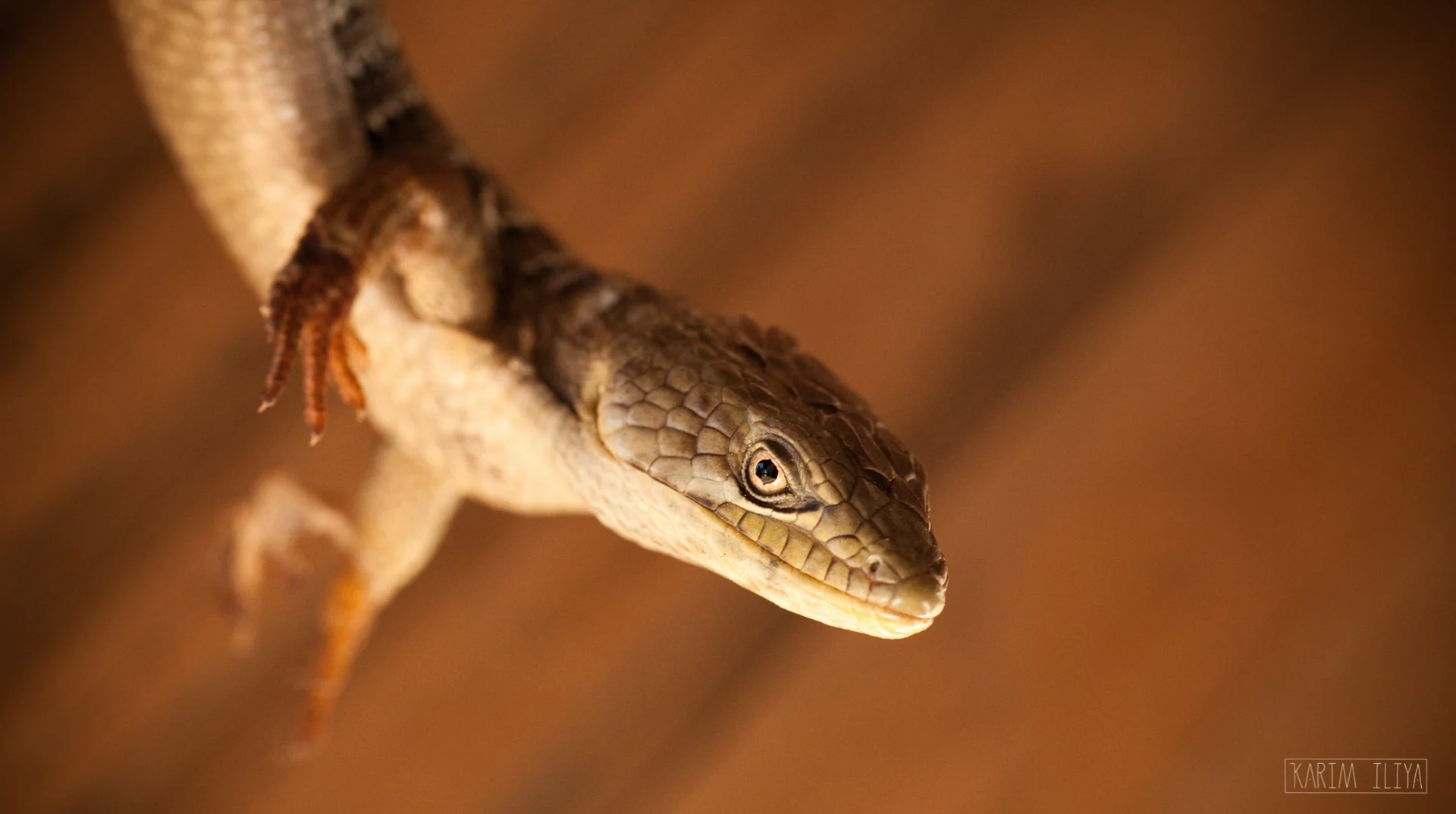 KARIM-ILIYA-LIZARD-PORTRAIT-MACRO.jpg