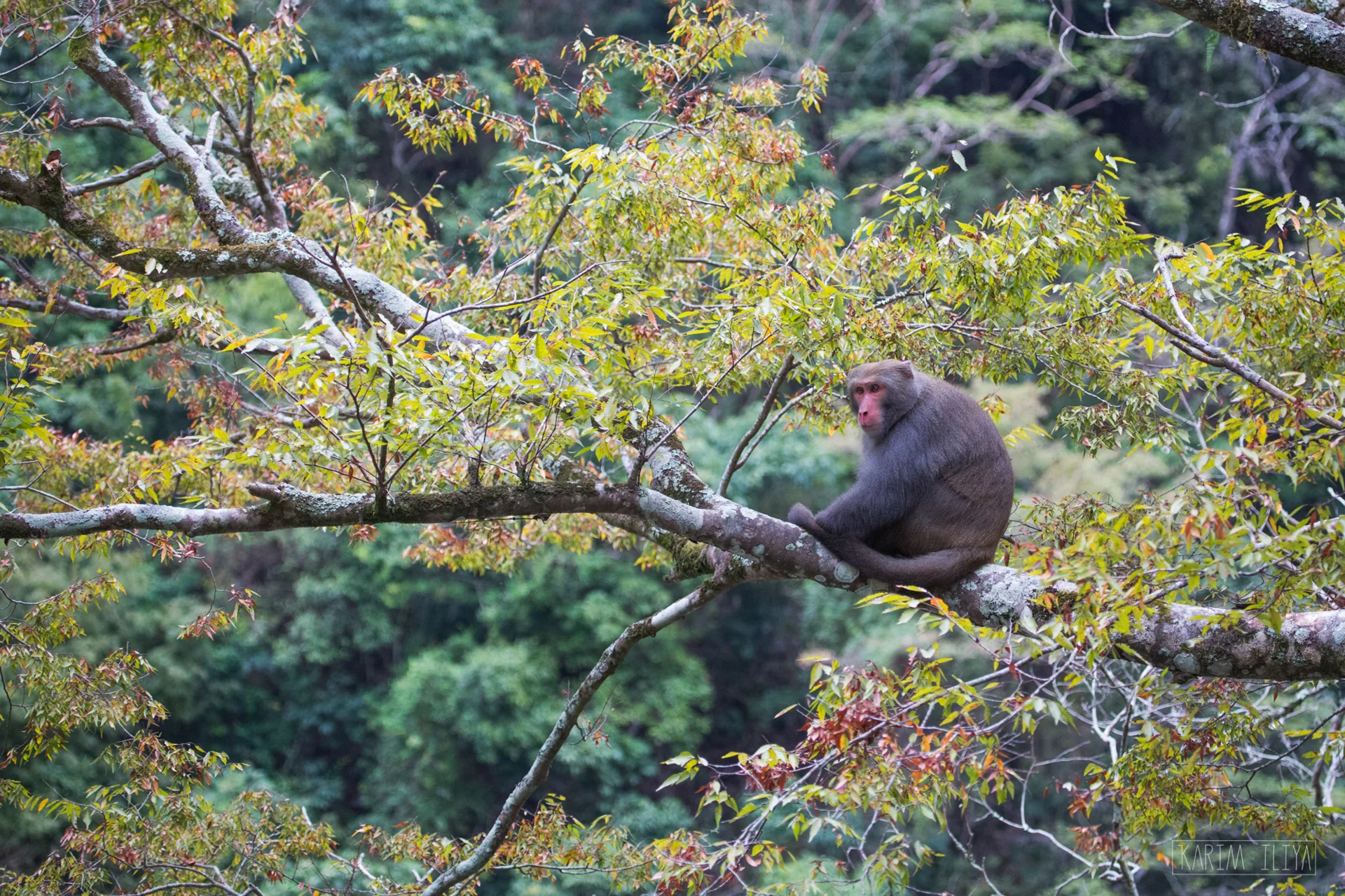 KARIM-ILIYA-MONKEY-TREE-SITTING-LAZY-PHOTOGRAHY.jpg
