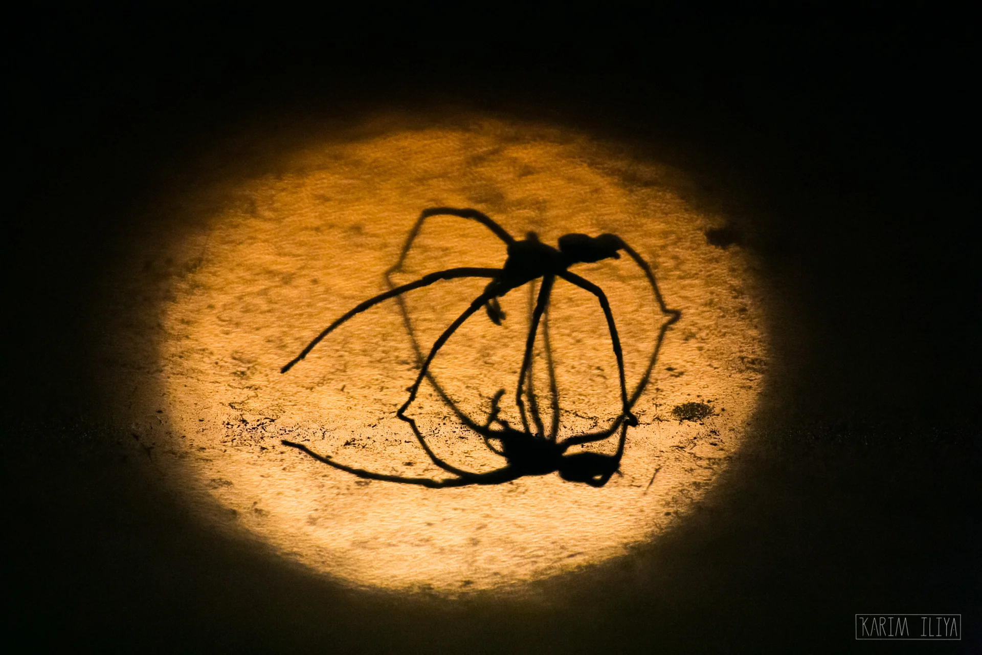 KARIM-ILIYA-SPIDER-SHADOW-PHOTOGRAPHY.jpg