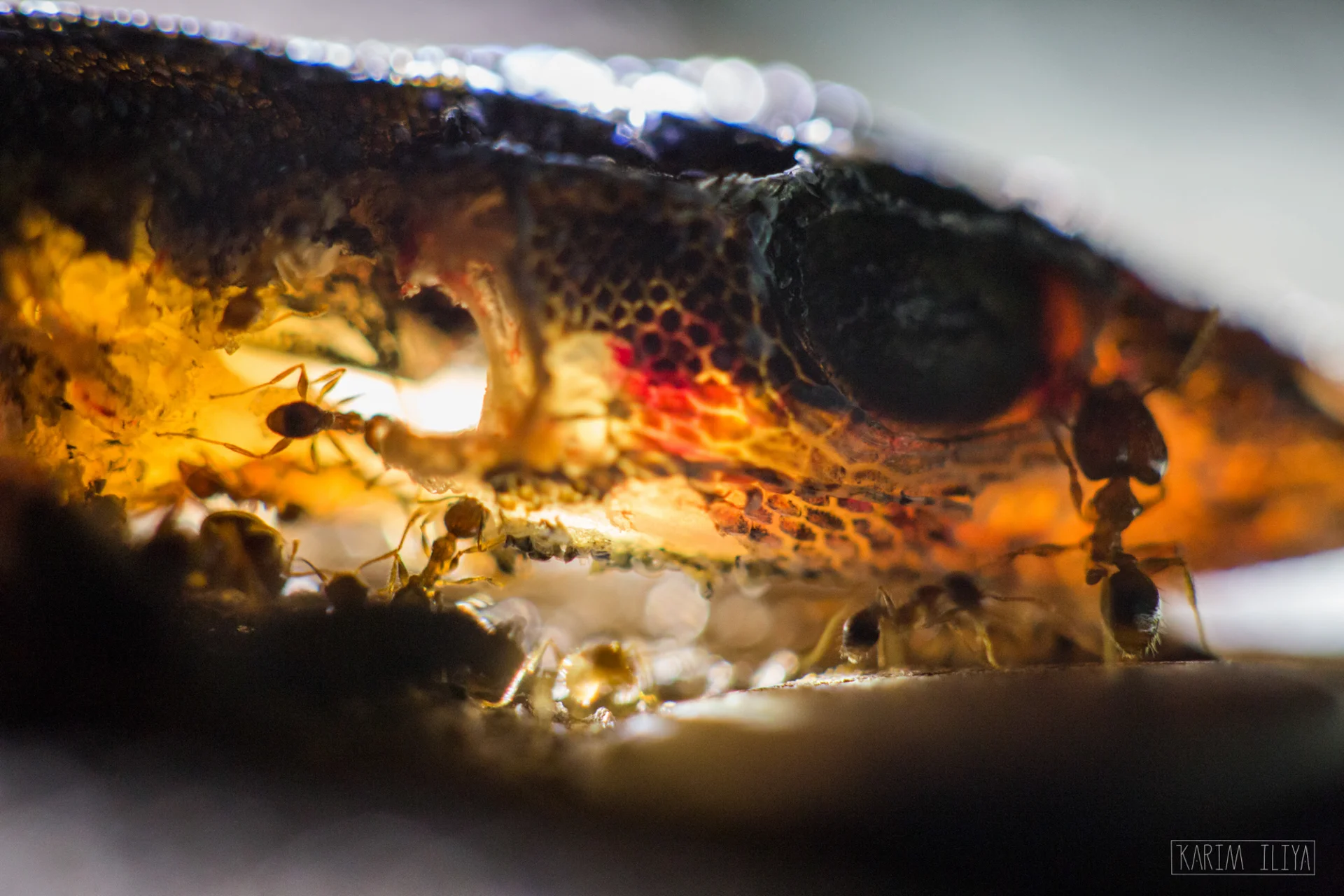 KARIM-PHOTOGRAPHY-ANTS-EATING-CORPSE-PHOTOGRAPHY.jpg