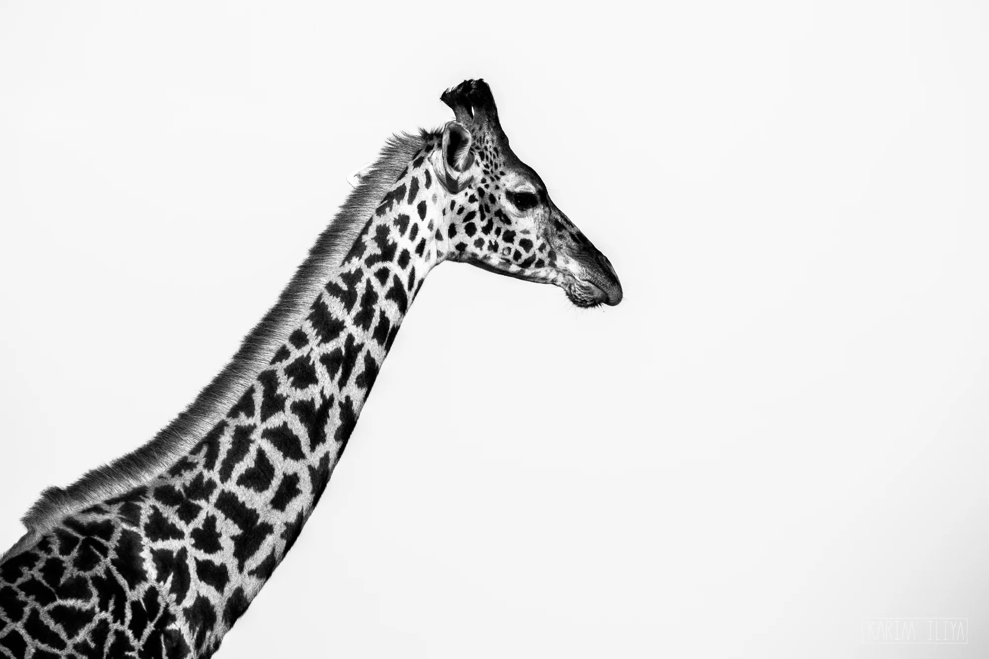 giraffe-bw-karim-kenya-safari-africa.jpg