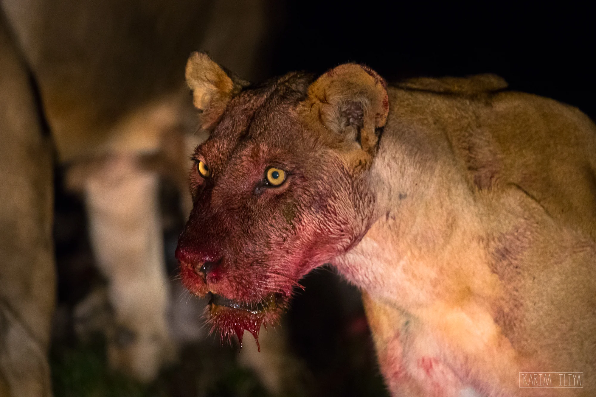 lioness-blood-feast-eating.jpg