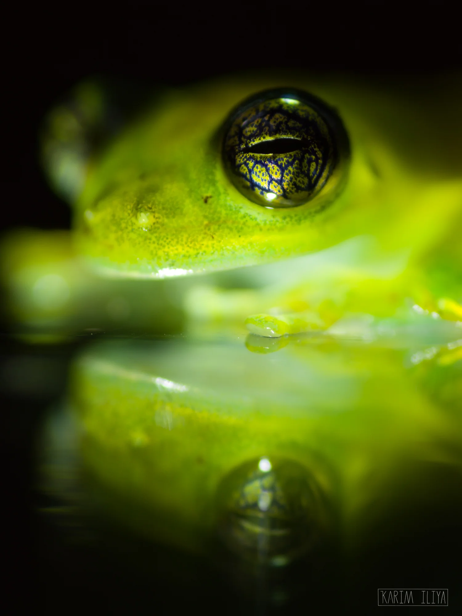 glass-frog-studio-nature.jpg