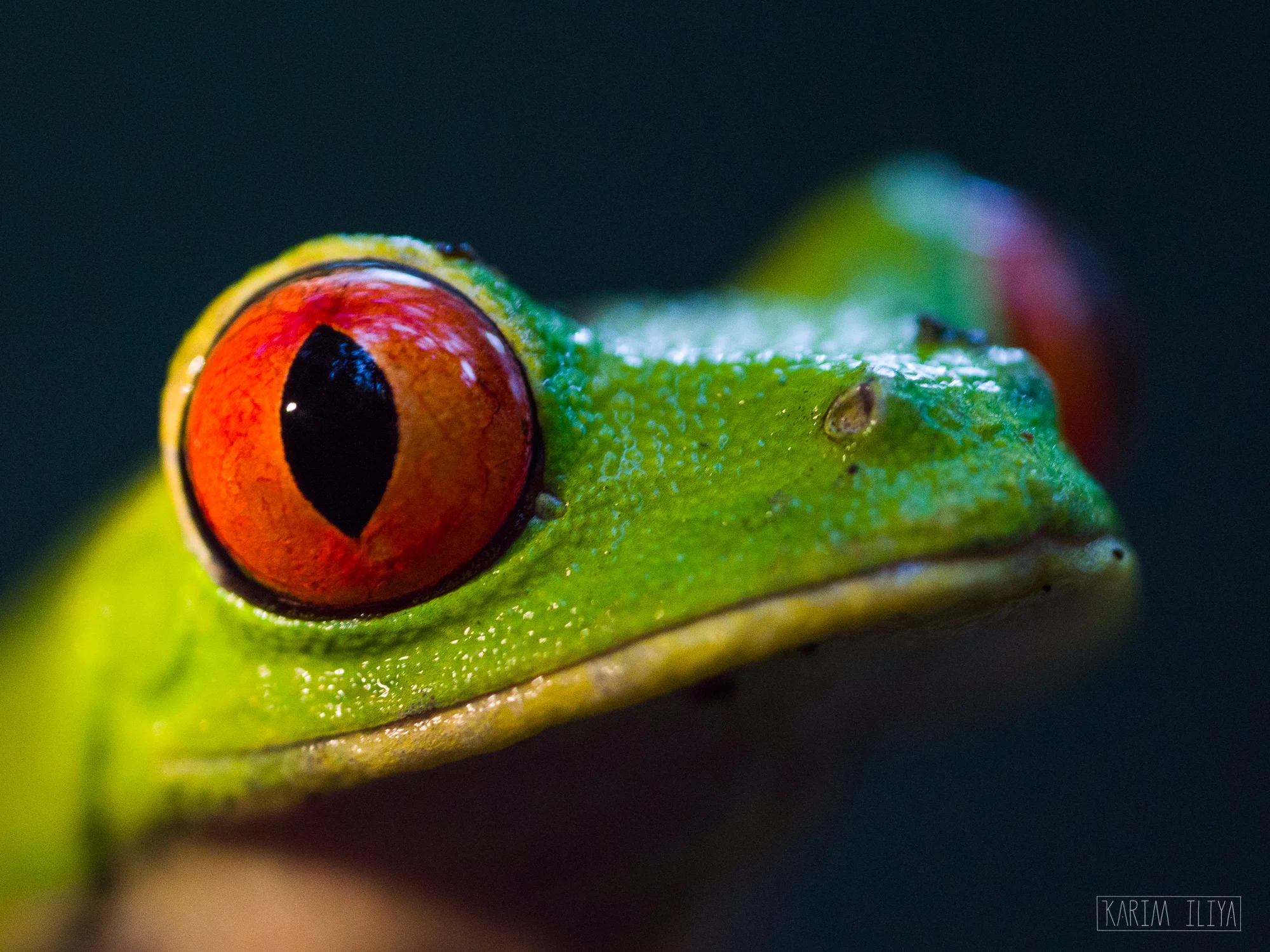 red-eye-tree-frog.jpg