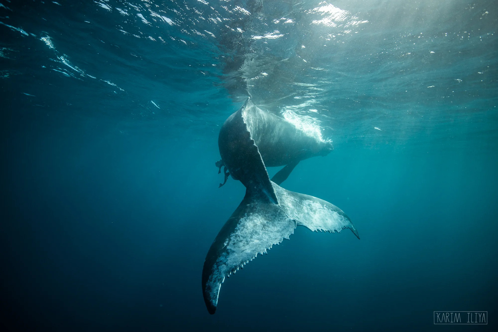 whale-resting-dawn-underwater.jpg