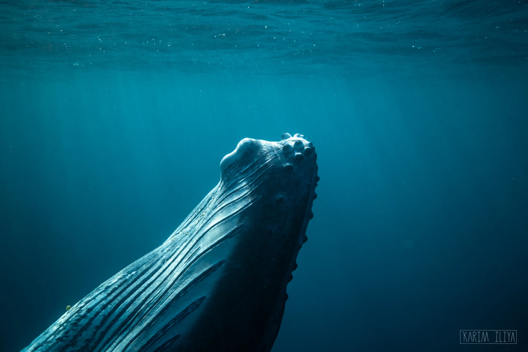 whale-face-blue-ocean.jpg