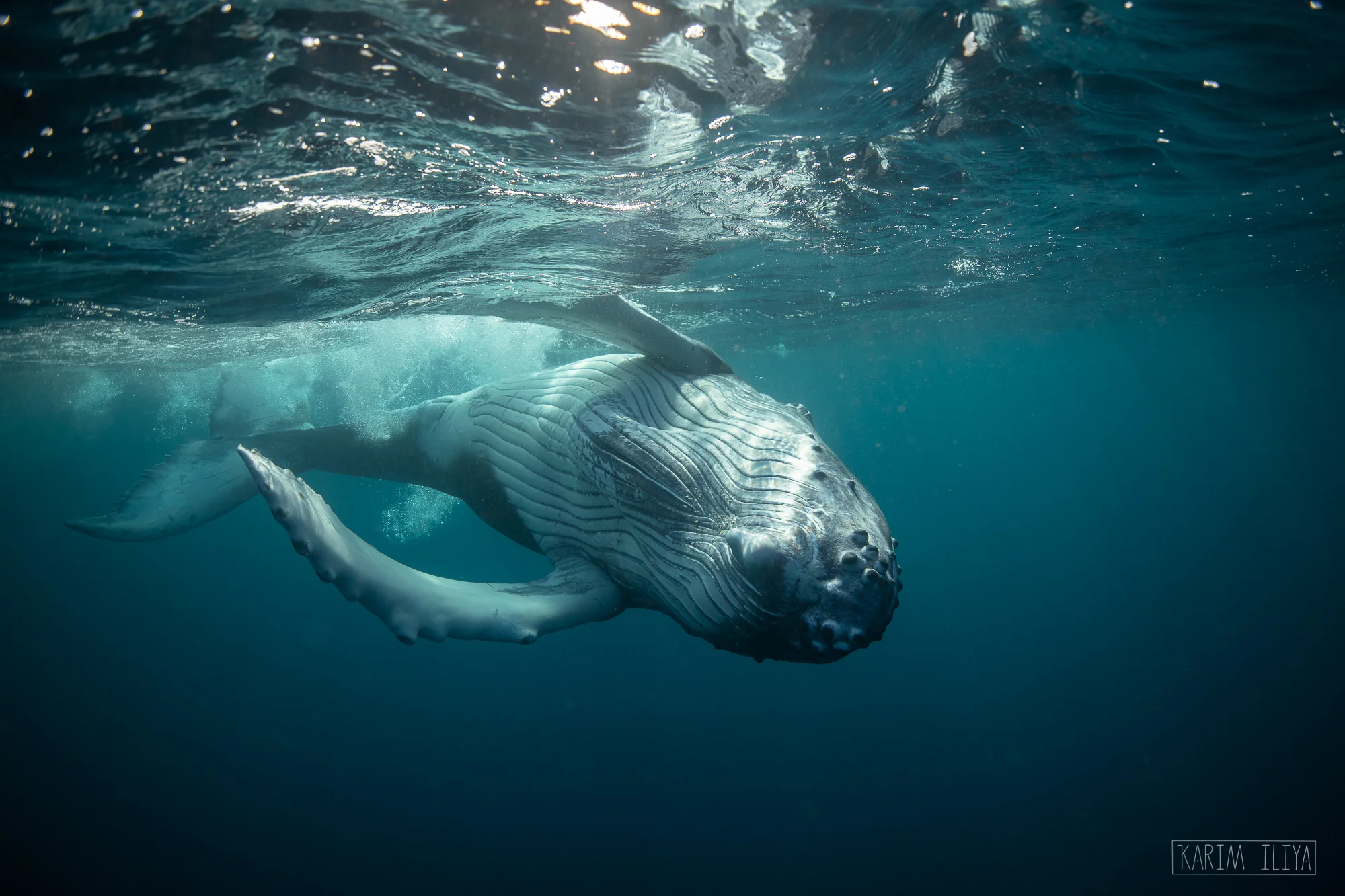 swim-snorkel-freedive-tonga.jpg