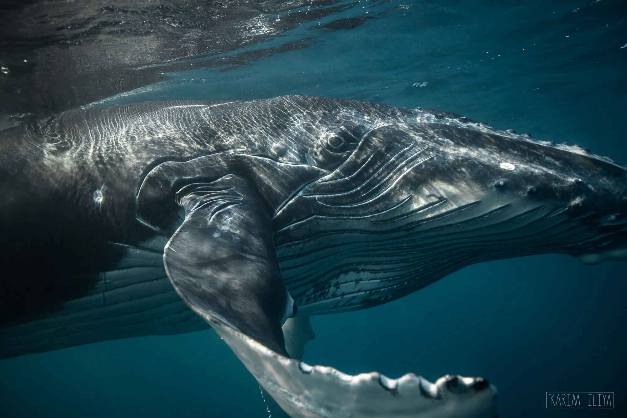 close-approach-baby-whale.jpg