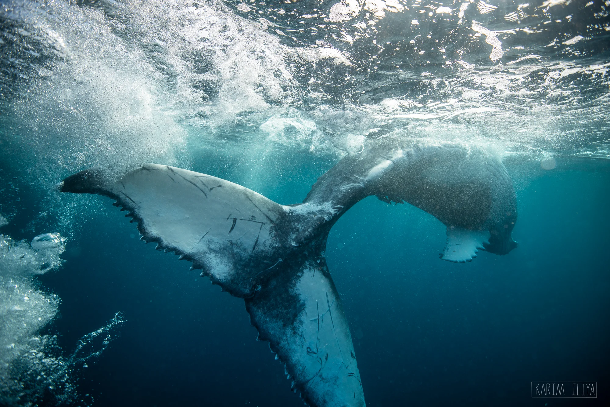 tail-swipe-tonga-ocean-snorkel.jpg