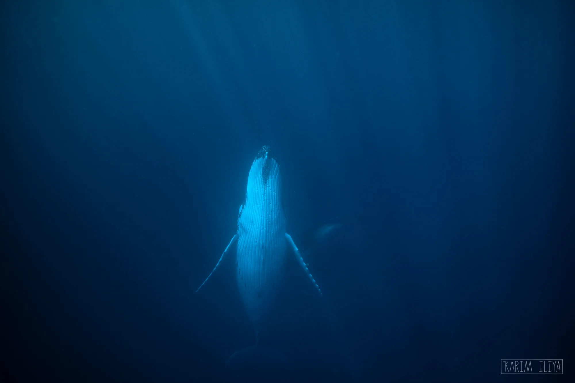 south-pacific-ocean-swim.jpg