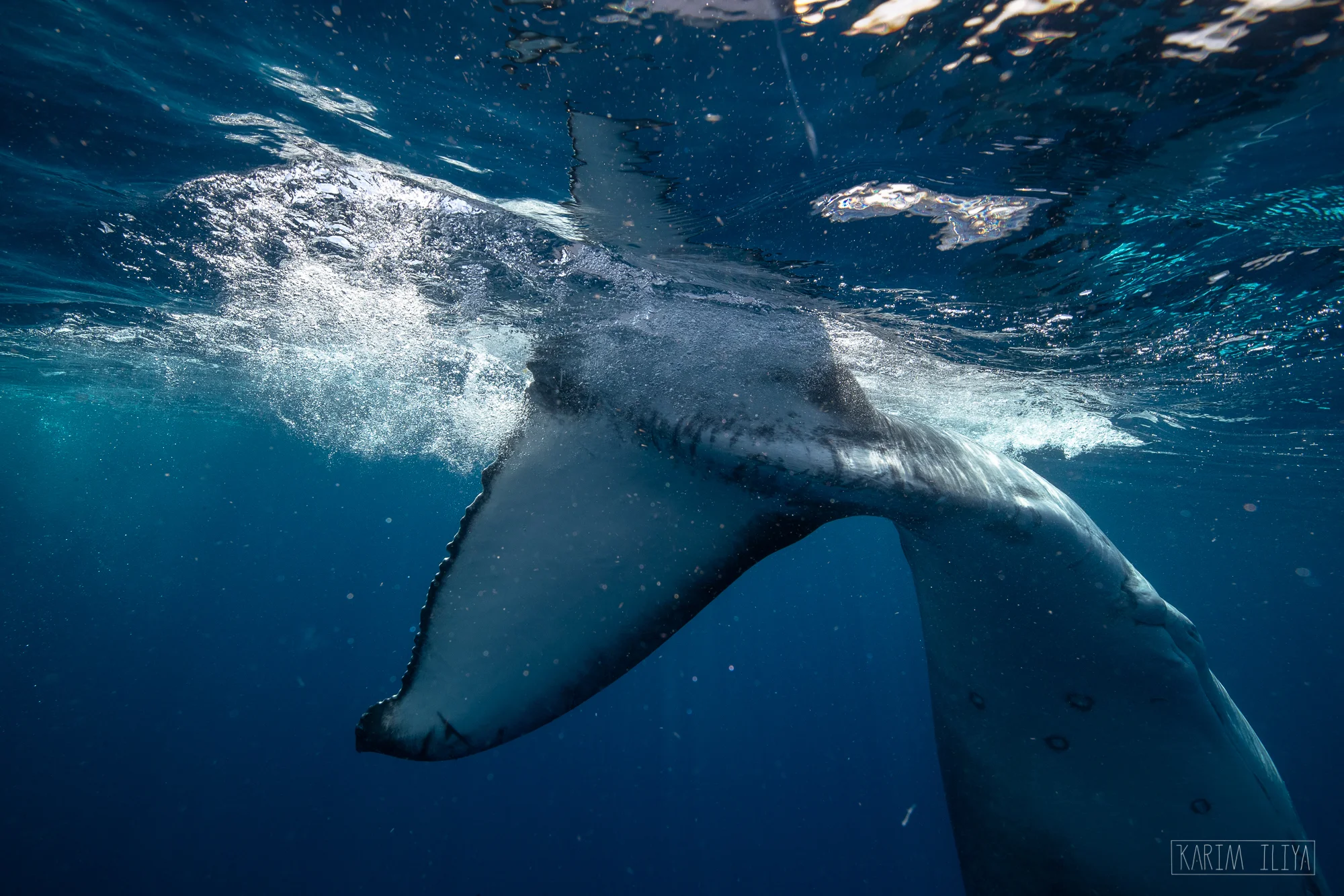 tail-playful-humpback.jpg