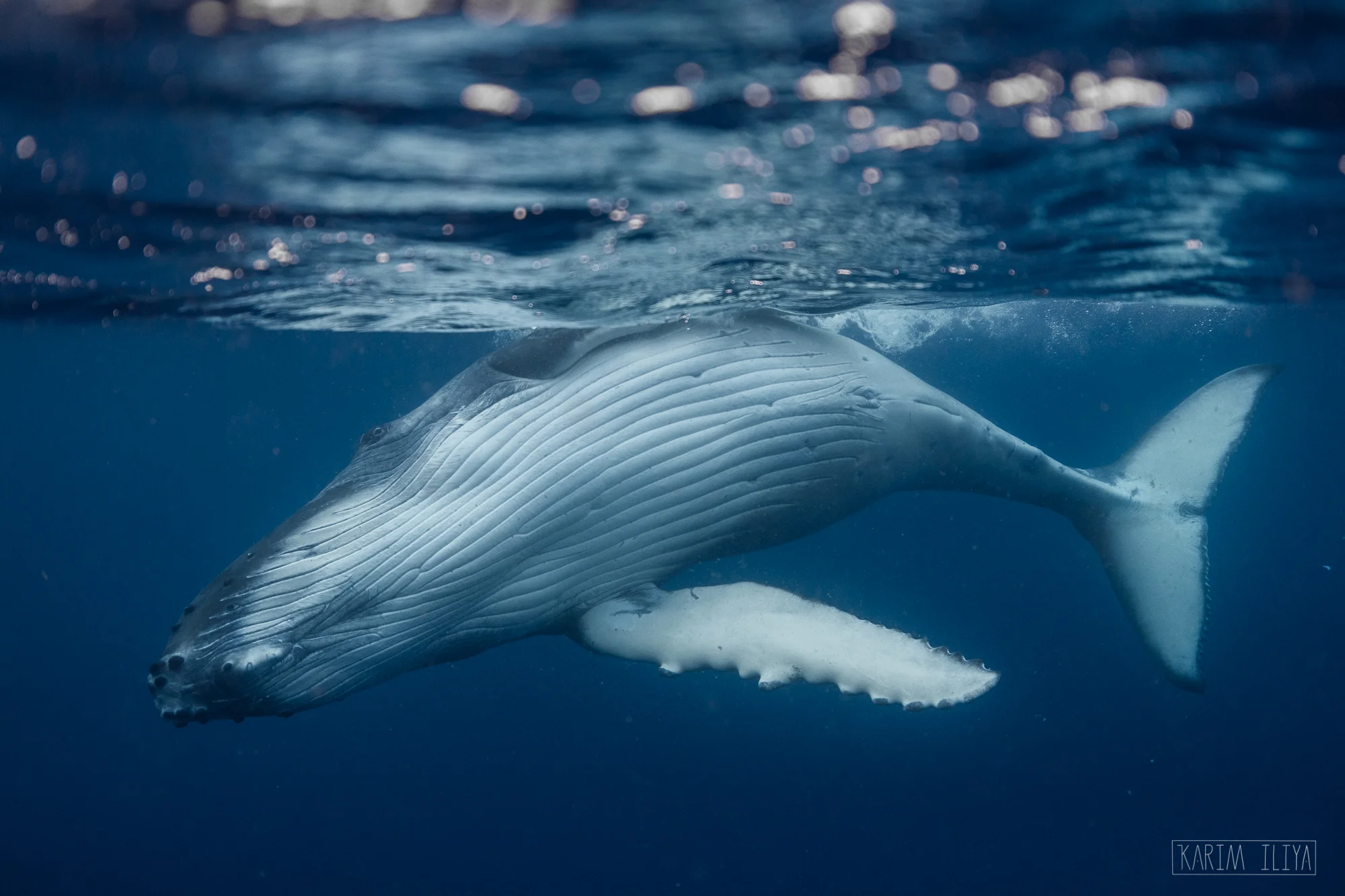 playful-baby-humpback-whale-calf.jpg