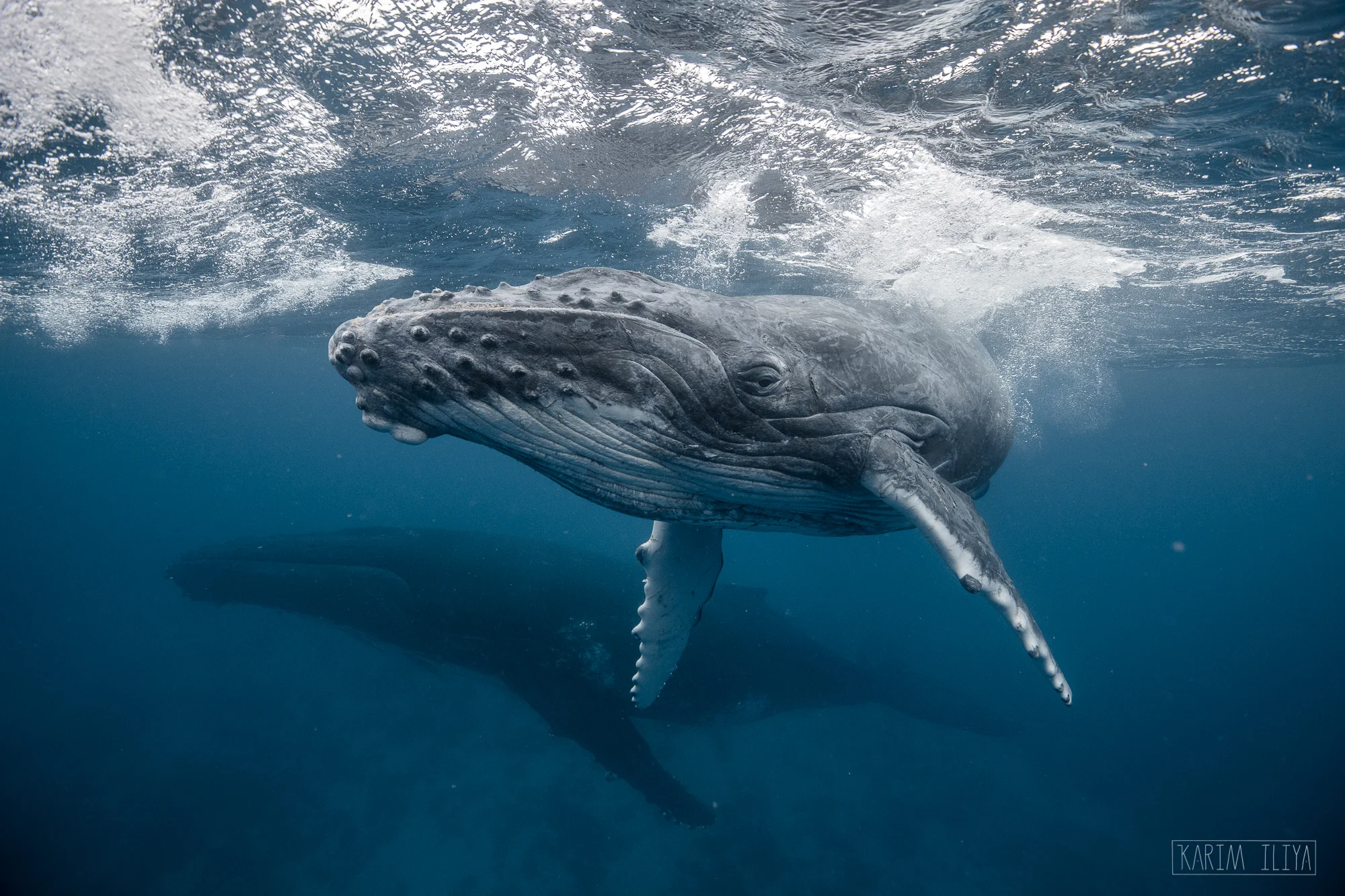 vavau-whale-calf-baby-humpback.jpg