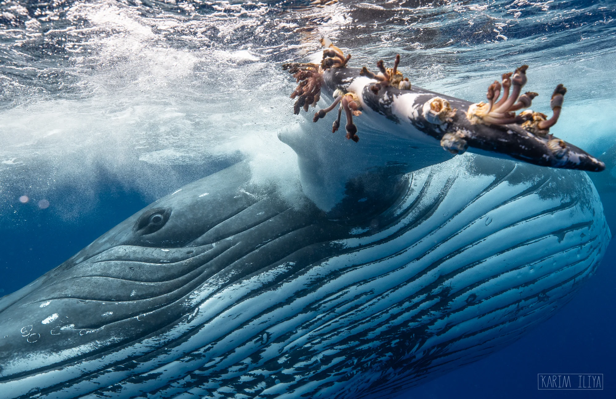 barnacle-whale-giant-eye-humpback.jpg