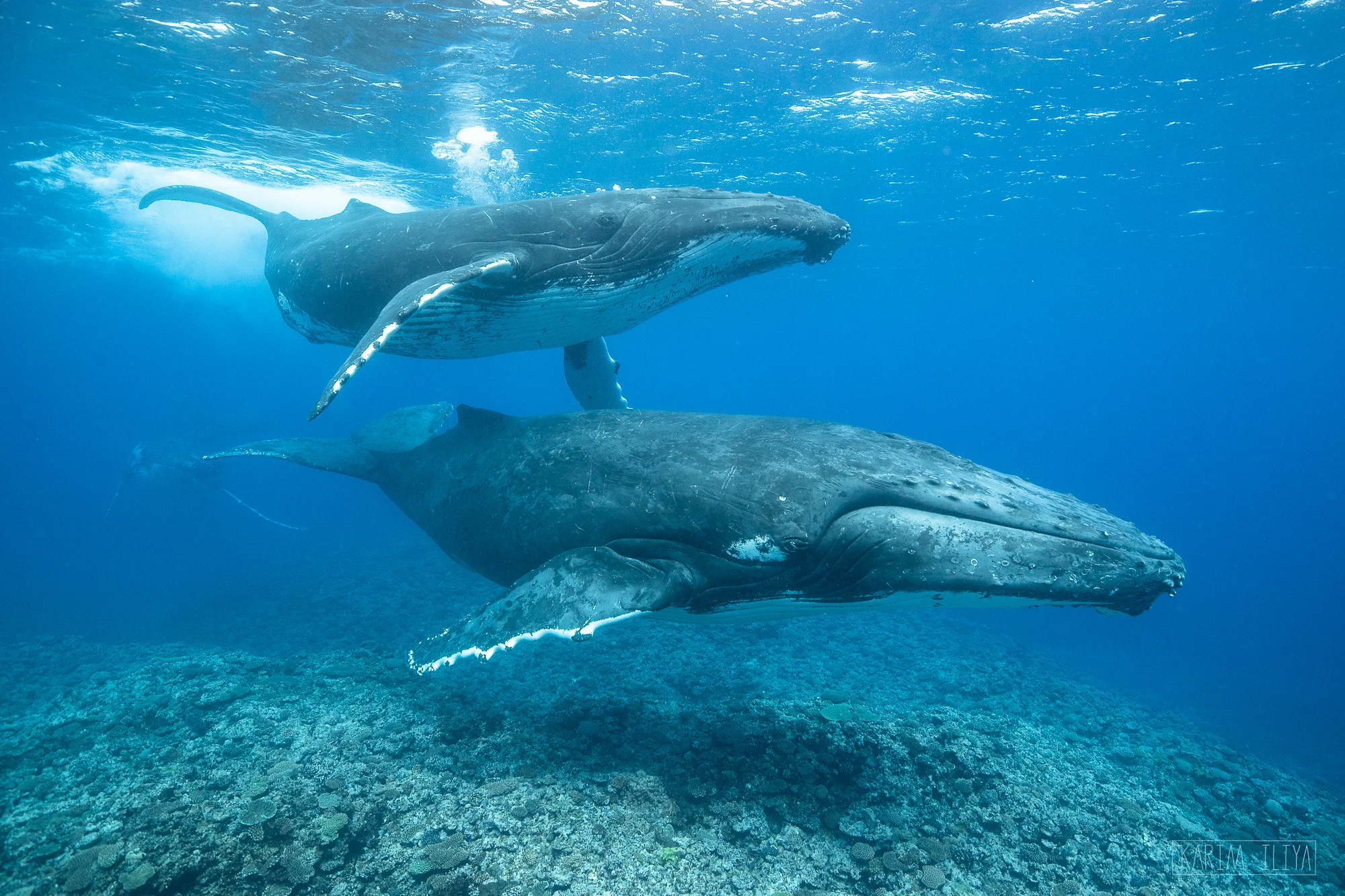 dance-whale-shallow-reef-tonga.jpg