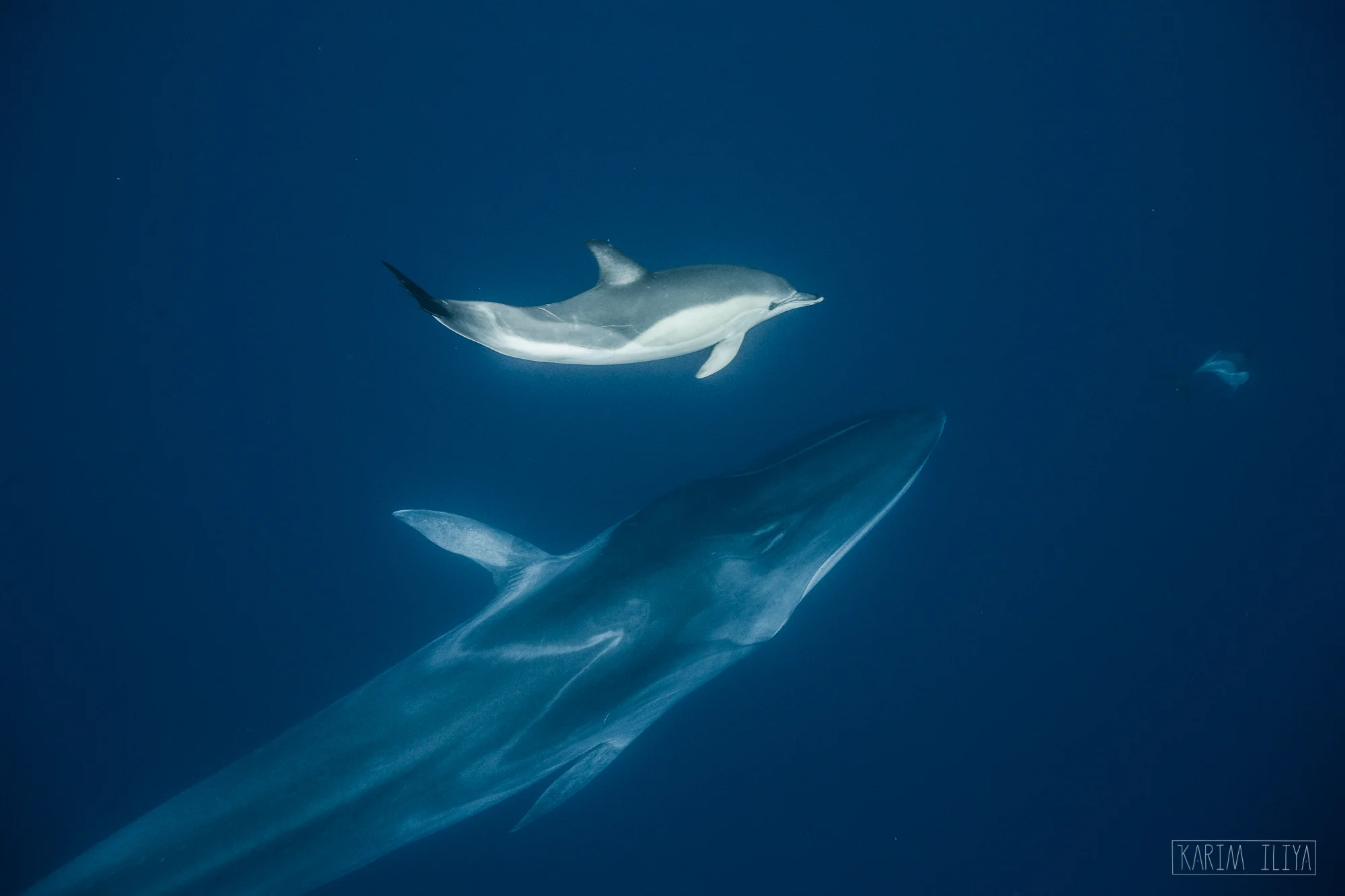 karim-iliya-dolphin-fin-whale.jpg