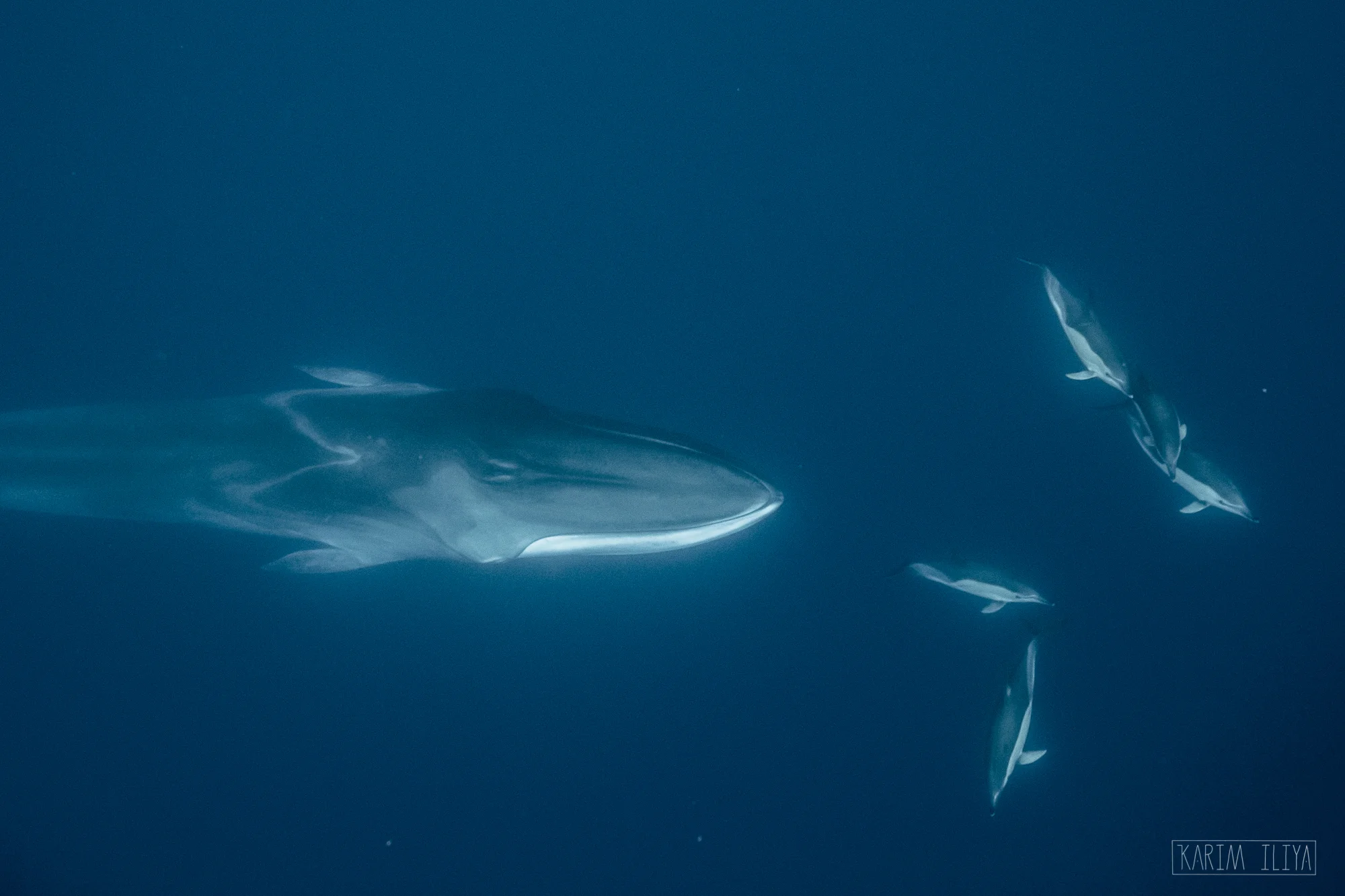 fin-whales-dolphin-freedive-karim.jpg