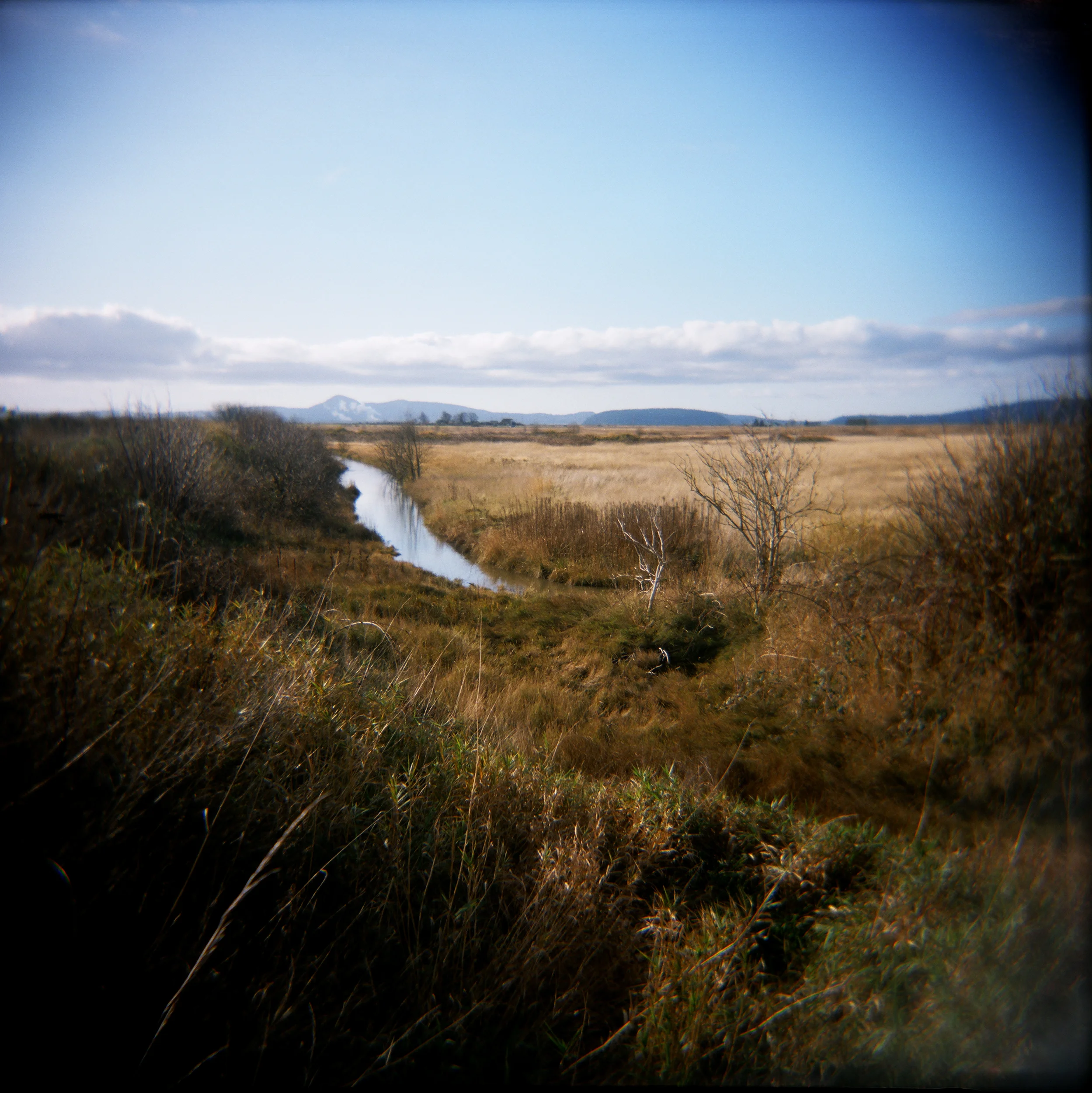 Skagit Slough 3.jpg