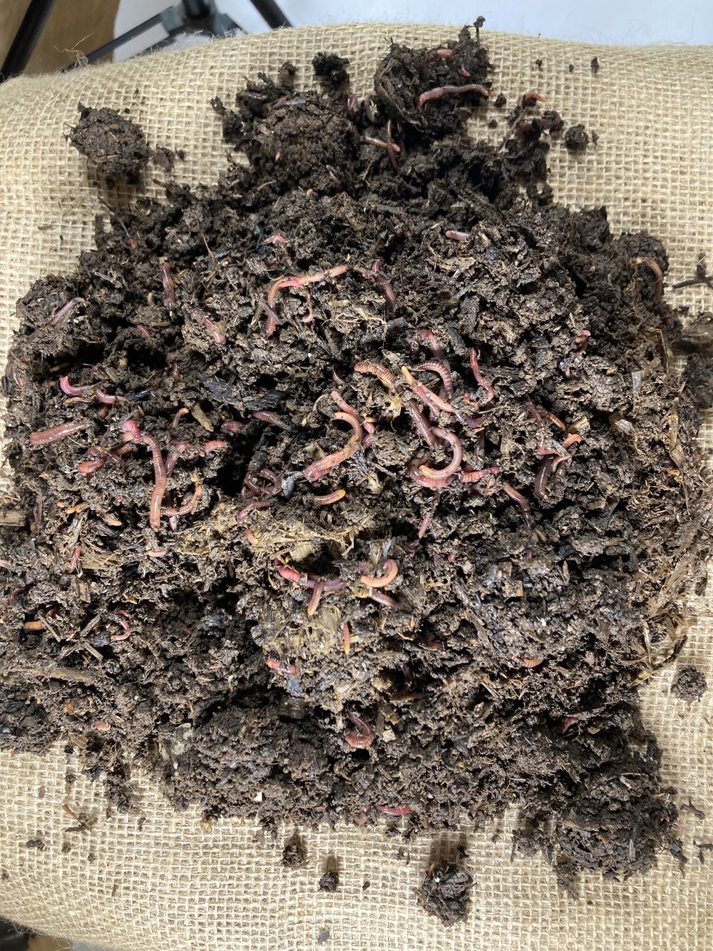 Australian Live Blackworms  50g to 250grams [Buy Online]
