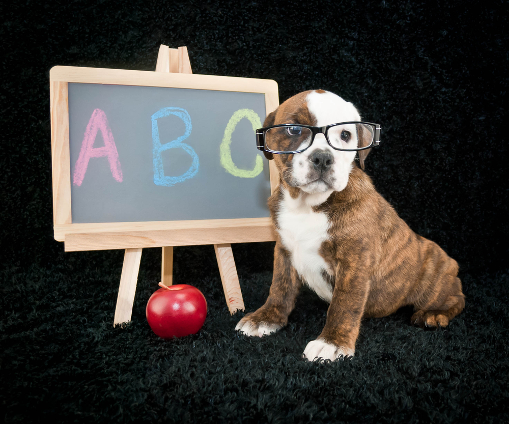 back to school puppy.jpg