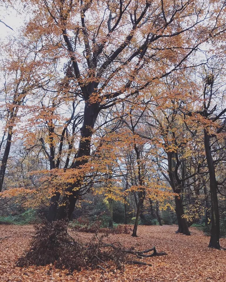 n1.jpg