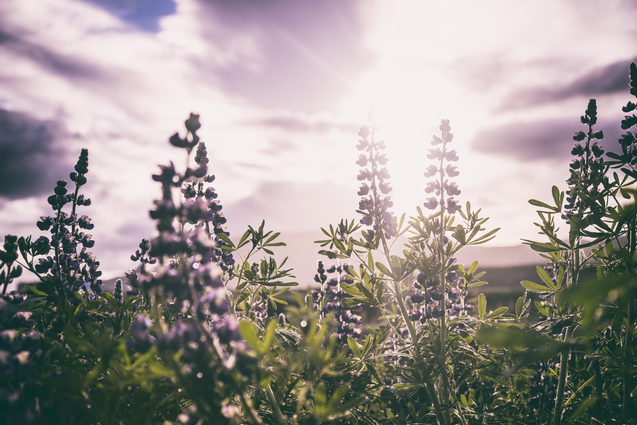Photo by Jonatan Pie on Unsplash