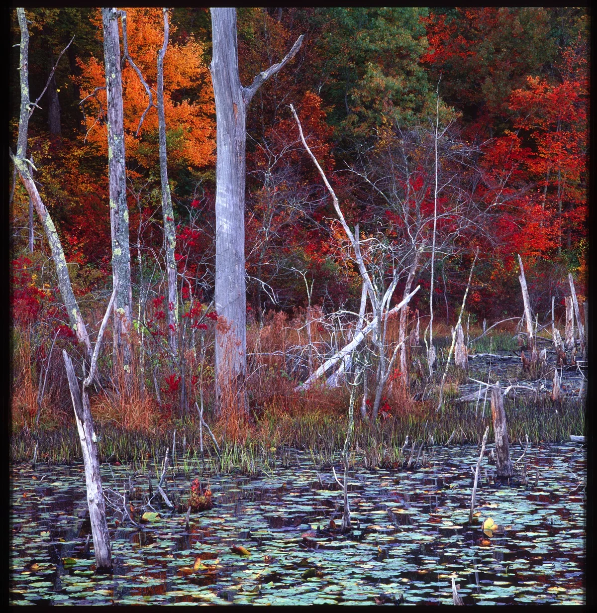 Conn Swamp- Landscape 4X6.jpg