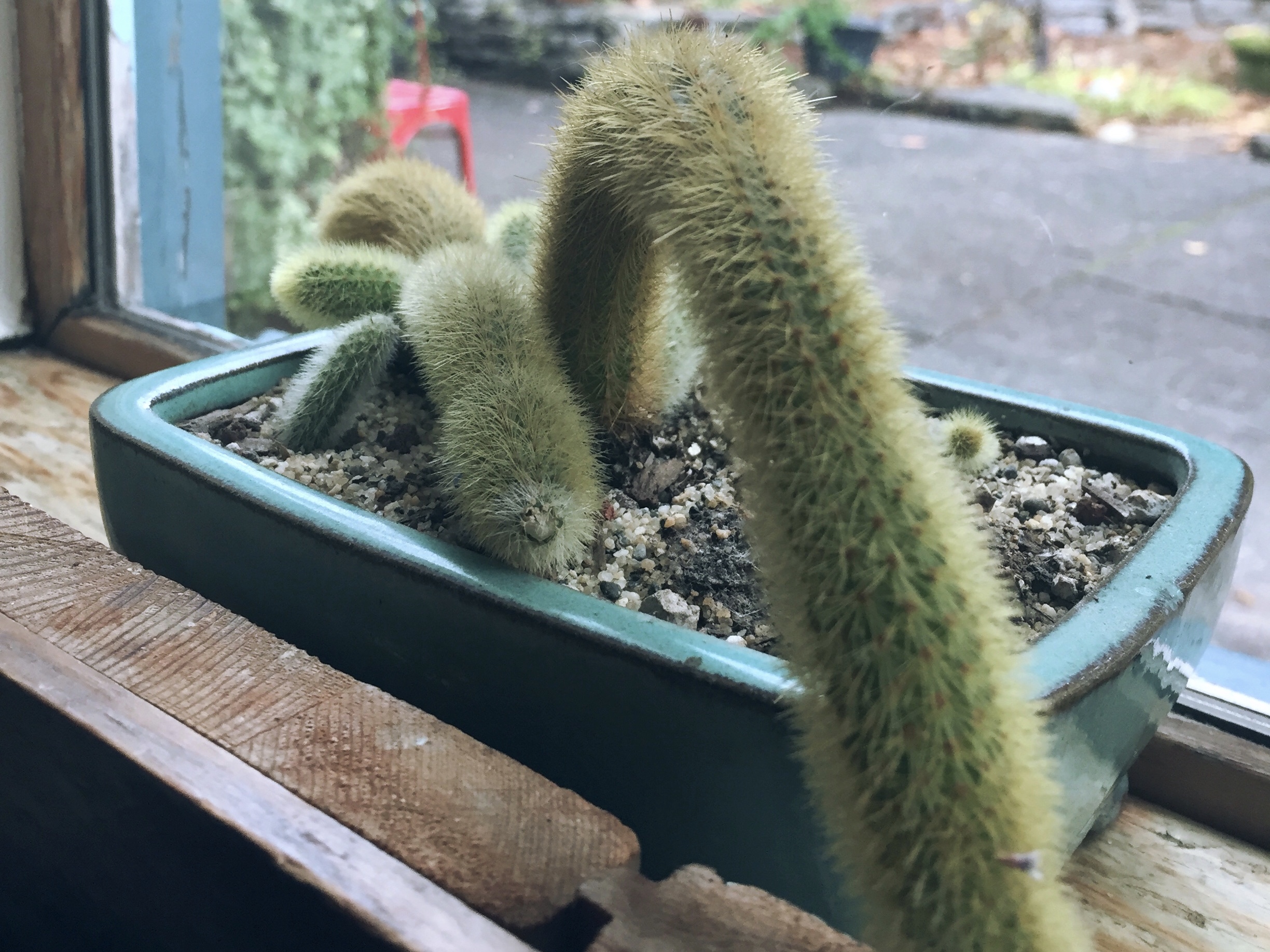 Funny cactus friend!