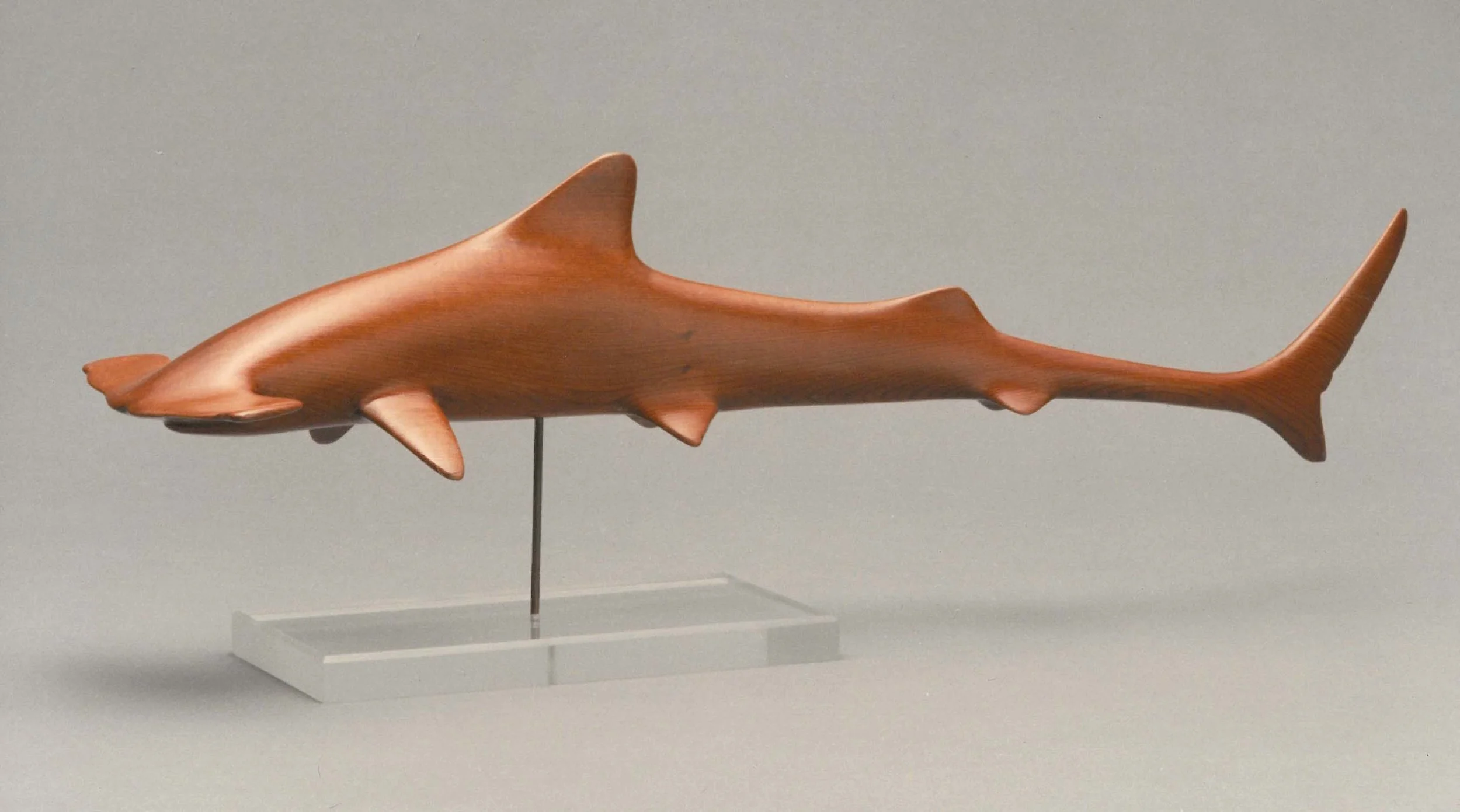 hammerhead.jpg