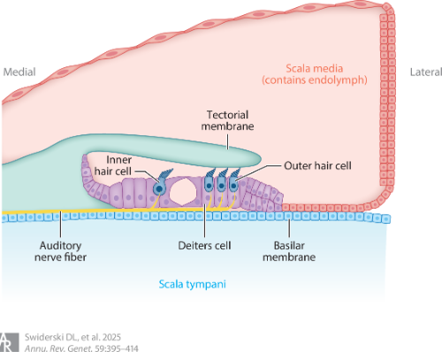 Yehoash Raphael Annual Review of Genetics 2025 ge590395.f1_thmb.png