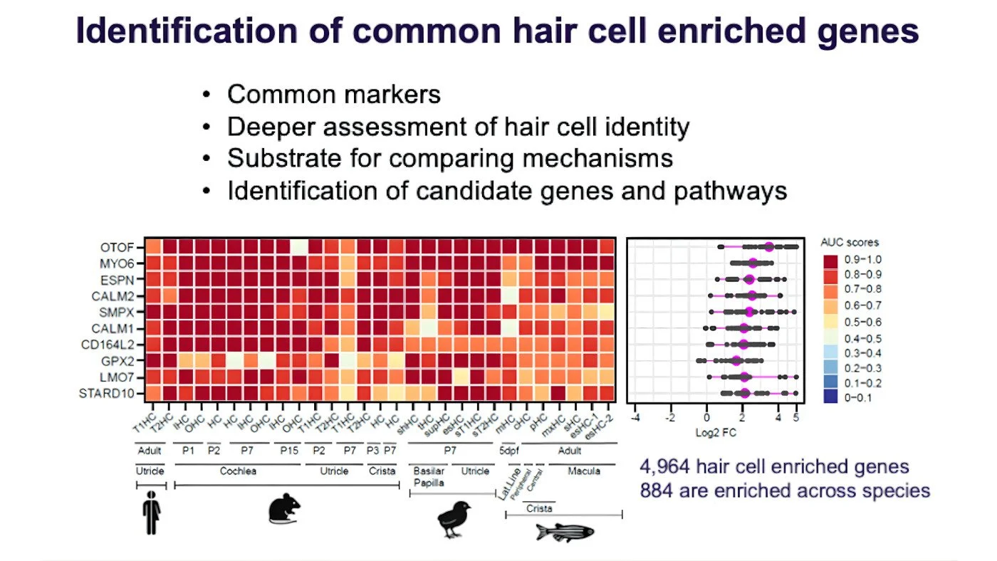 ARO lisa presentation 2.jpg