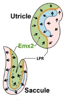 Line of polarity reversal (LPR) and location of Emx2 within two inner ear structures. Arrows indicate hair bundle orientation. Source: eLife